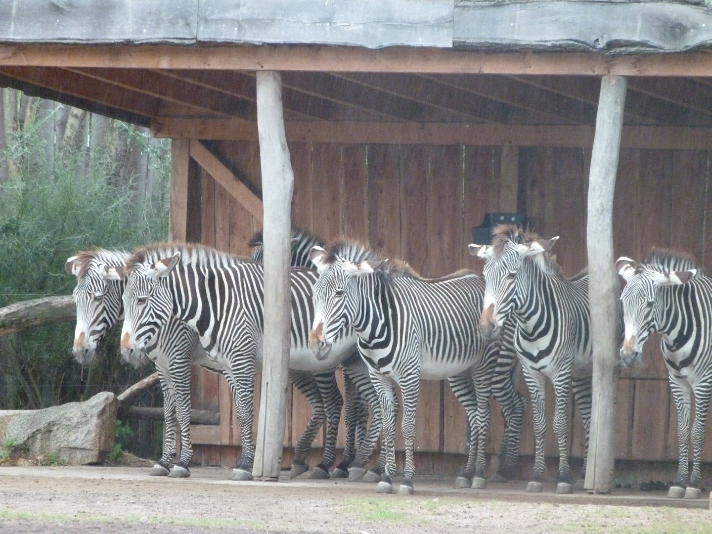 Grevy's zebra -Tierpark Berlin (2024)