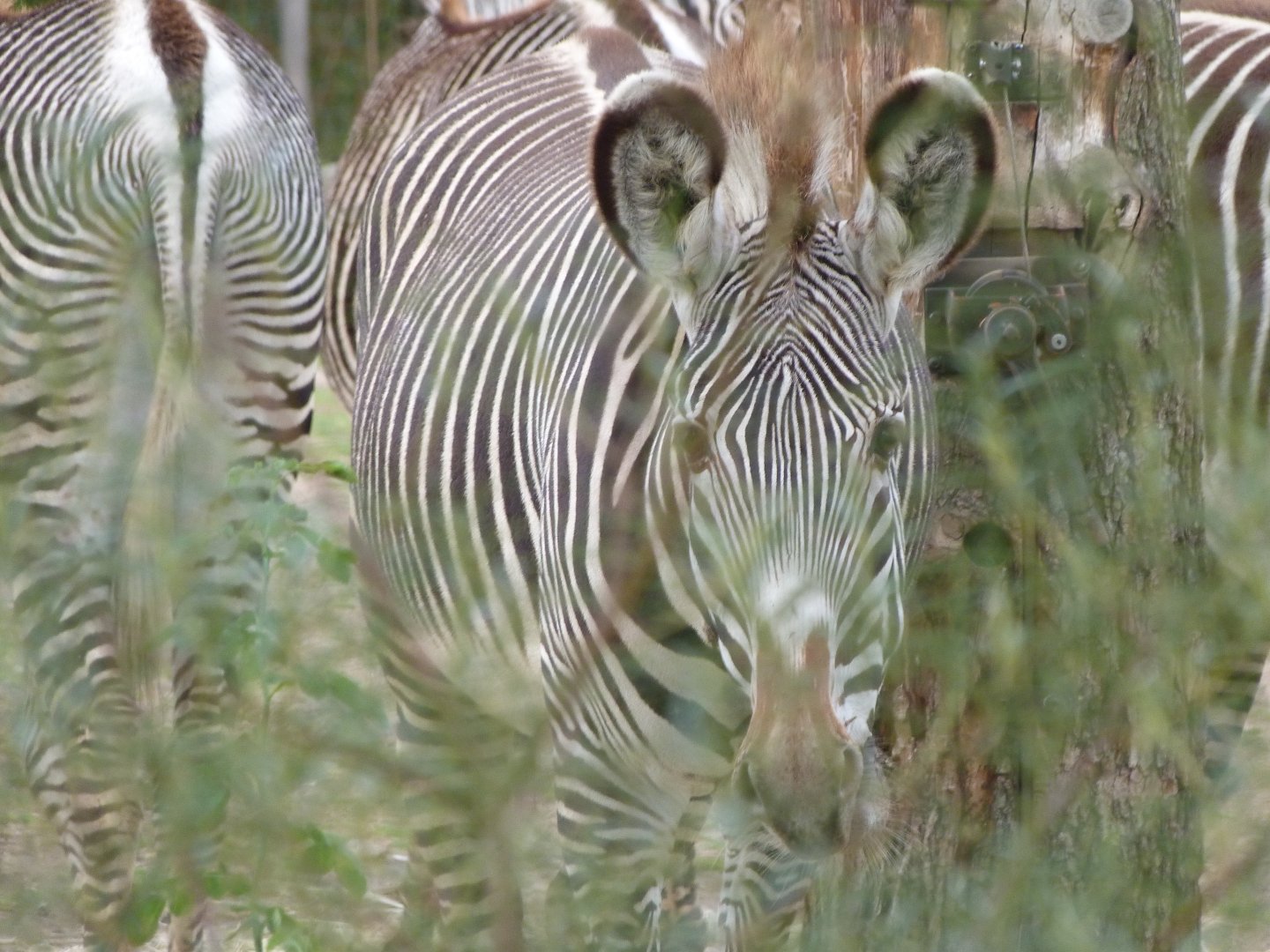 Grevy's zebra -Tierpark Berlin (2024)