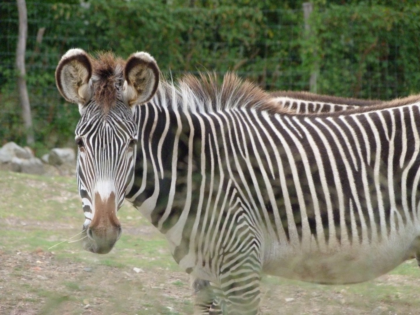 Grevy's zebra -Tierpark Berlin (2024)