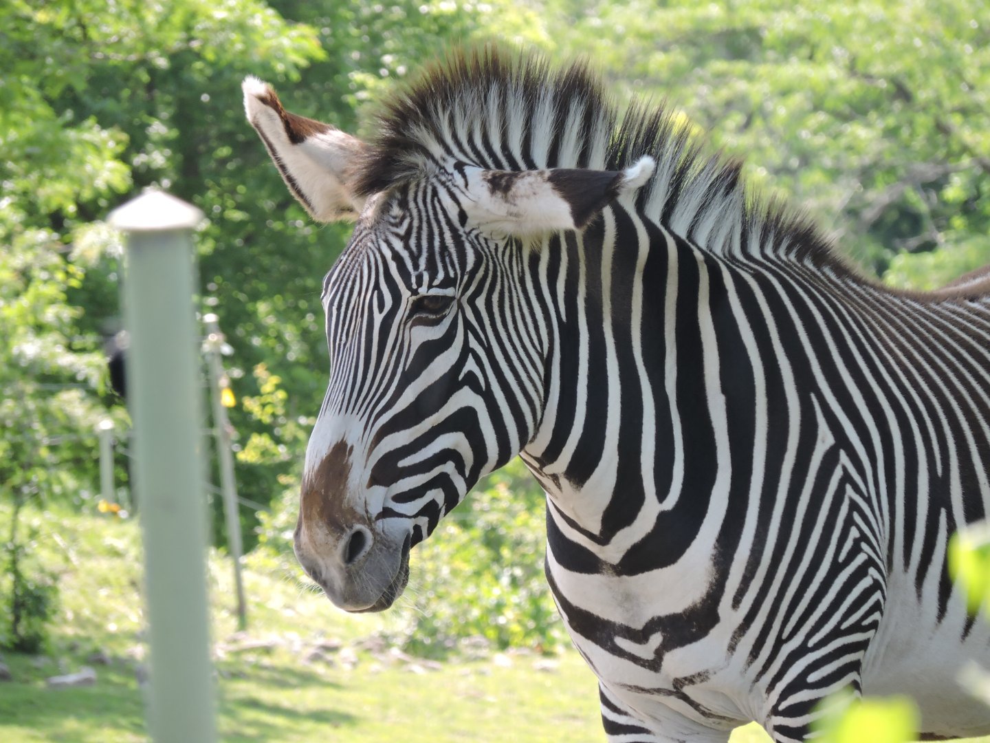 Grevy's Zebra - Tori