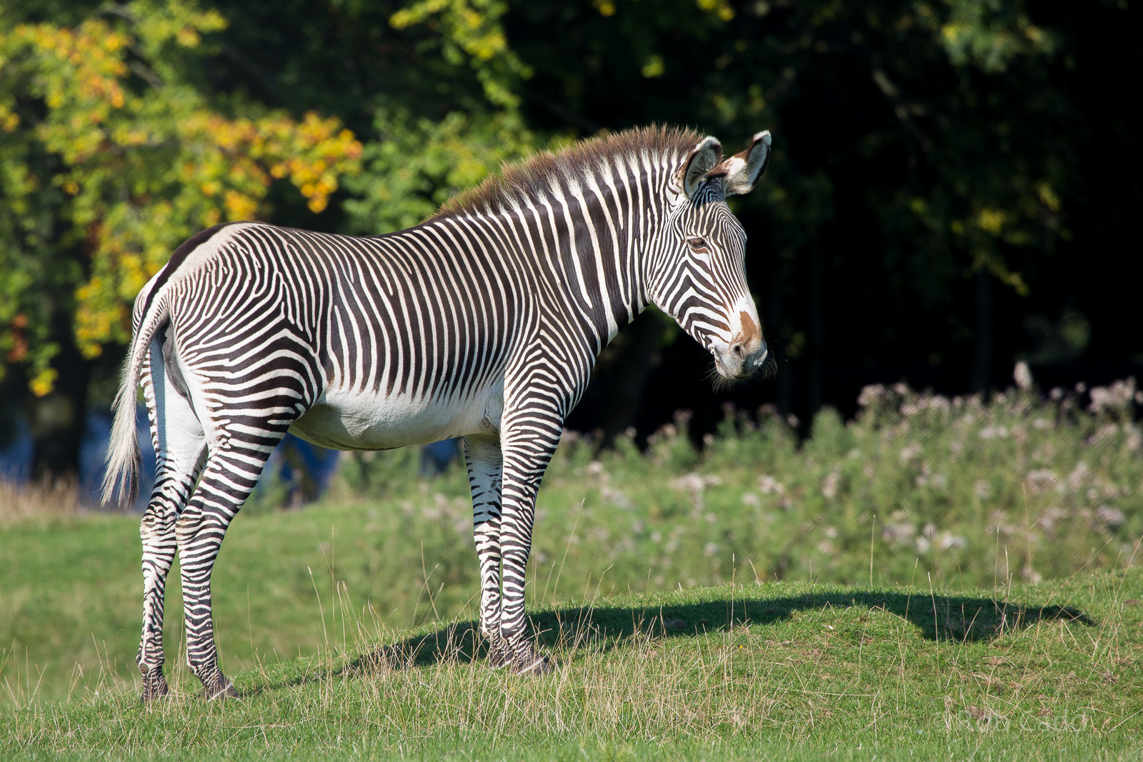 Grevy's zebra : Whipsnade : 07 Sep 2014