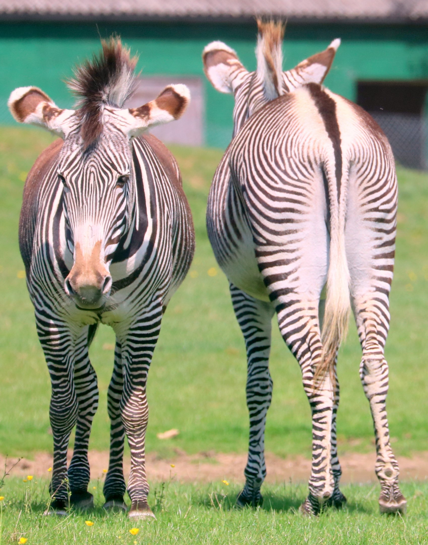 Grevy's zebra; Whipsnade; 13th May 2022