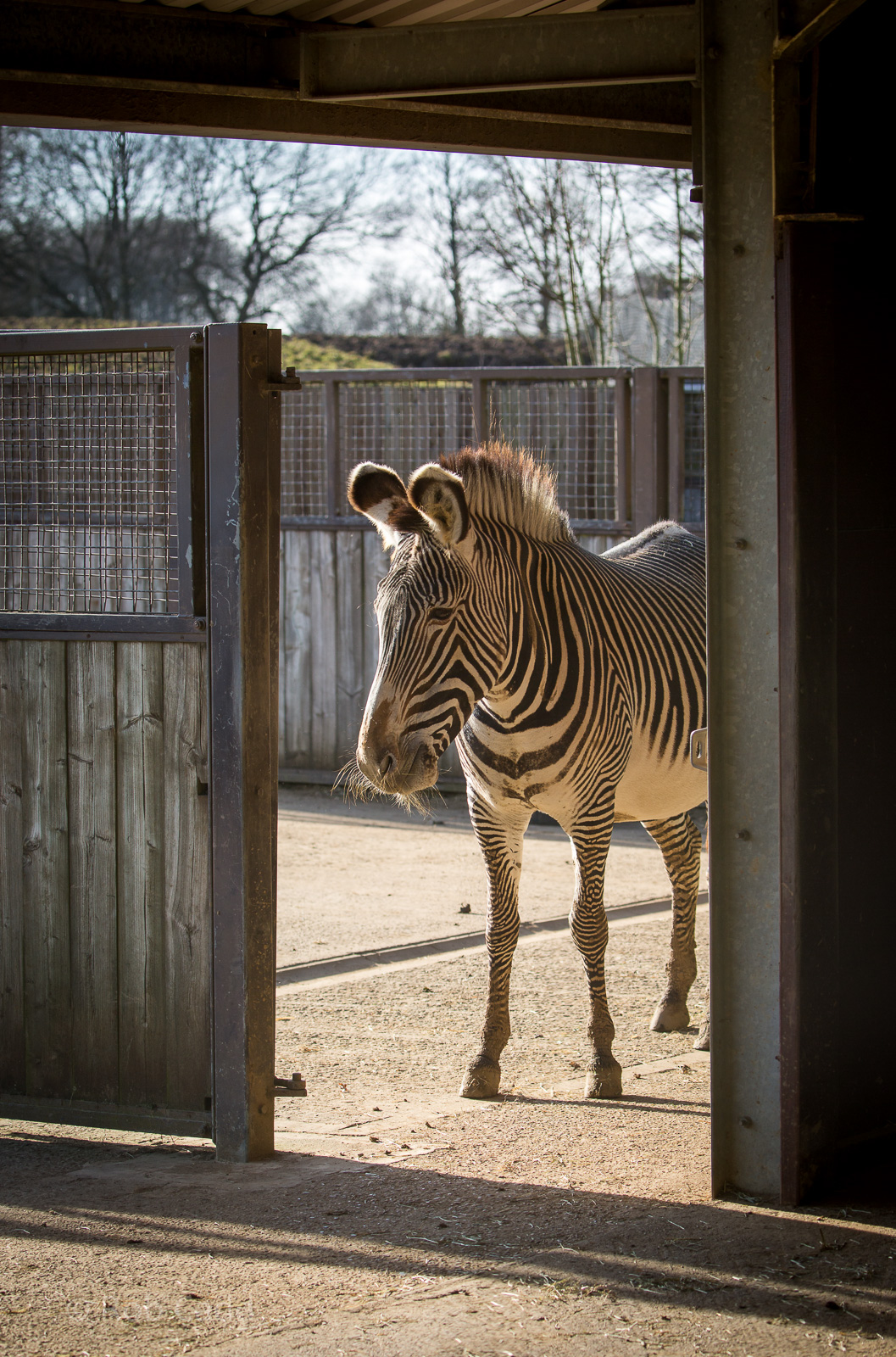 Grevys zebra : Whipsnade : 14 Mar 2016