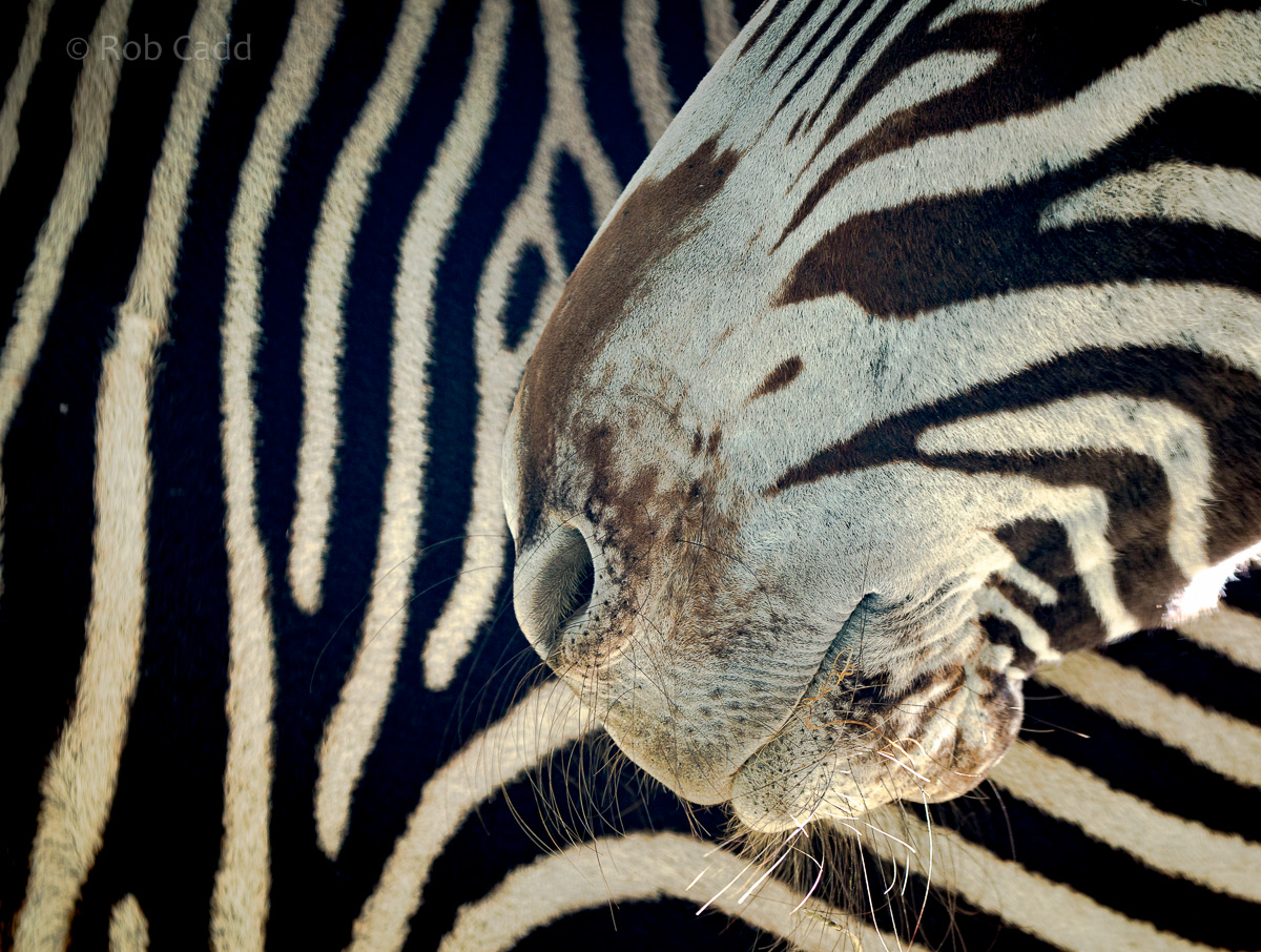 Grevys zebra : Whipsnade : 14 Mar 2016