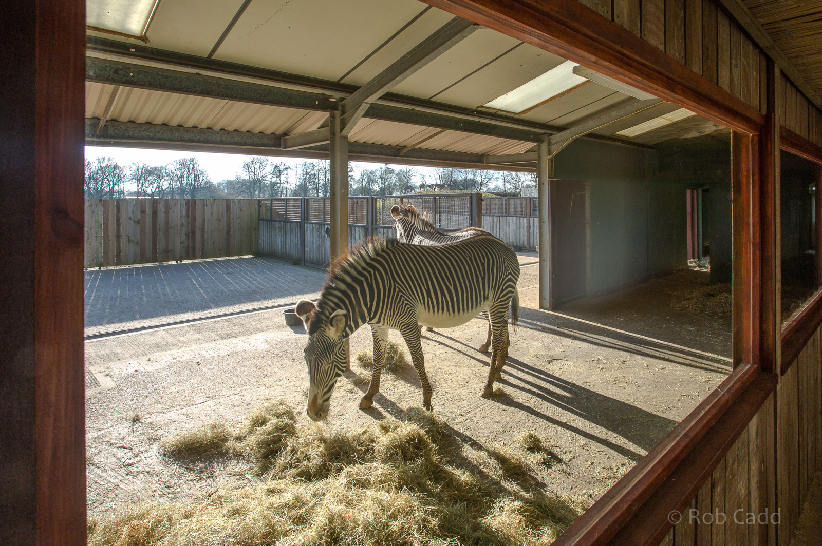 Grevys zebra : Whipsnade : 14 Mar 2016