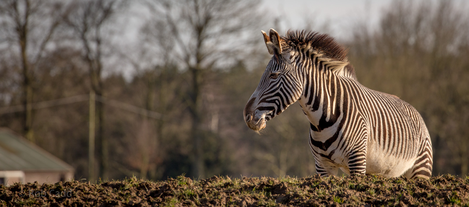 Grevys zebra : Whipsnade : 14 Mar 2016