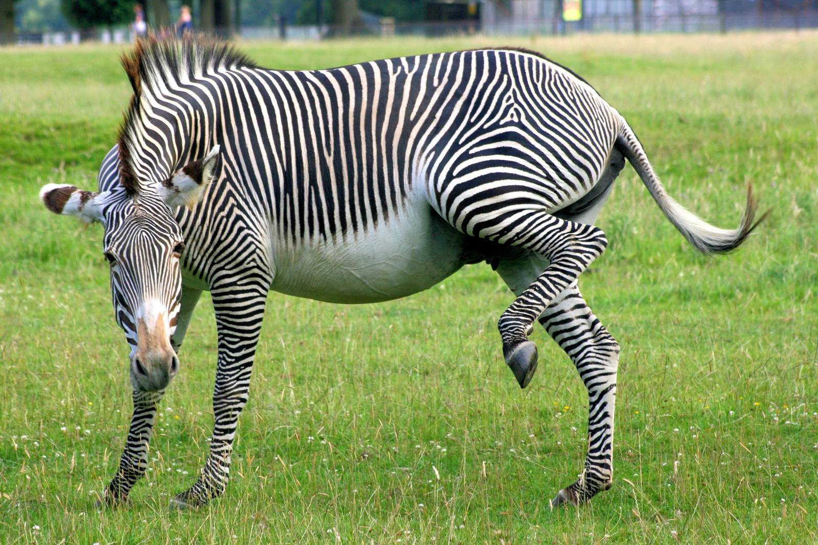 Grevy's zebra; Whipsnade; 15th July 2014