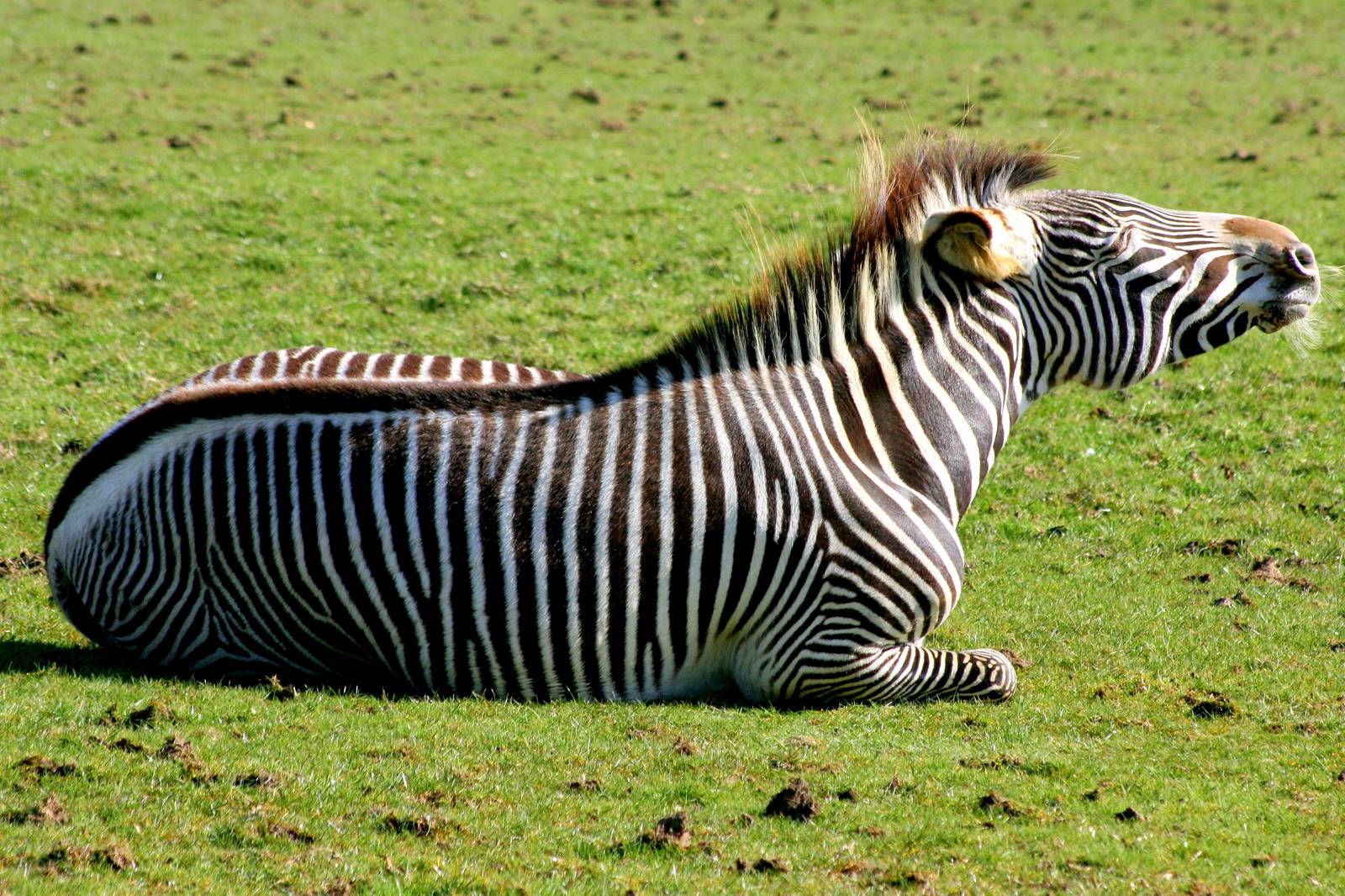 Grevy's zebra;Whipsnade; 15th March 2014