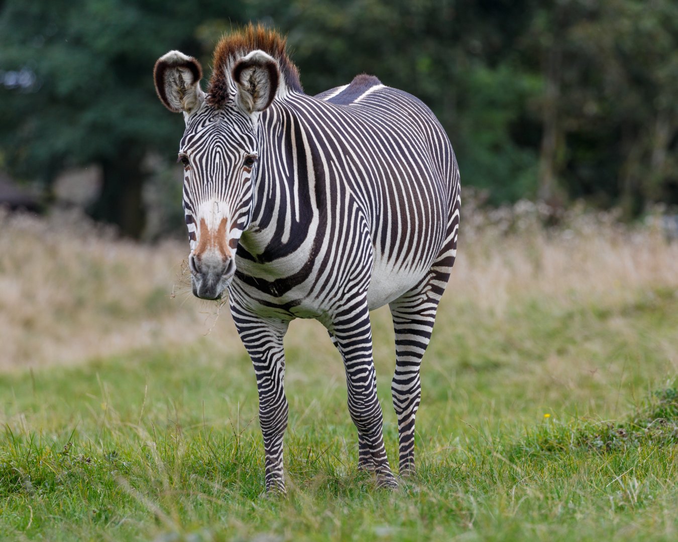 Grevy's Zebra  / Whipsnade / 17-9-21