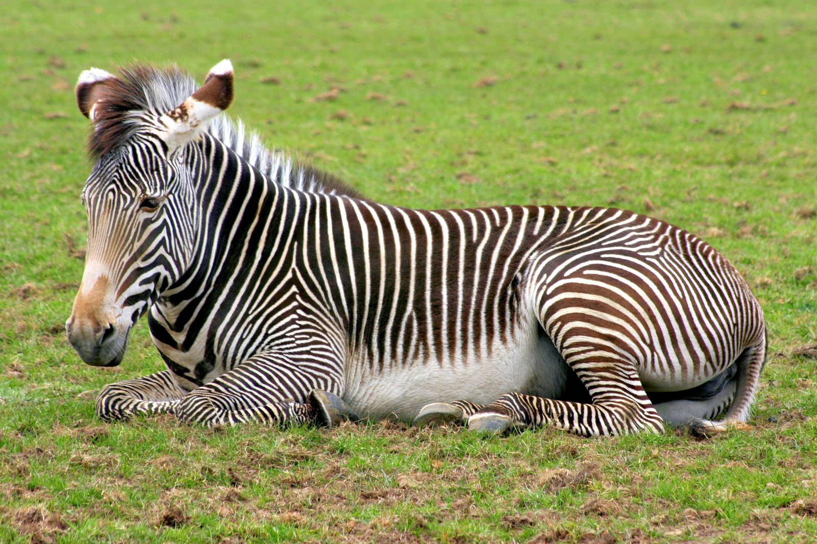 Grevy's zebra; Whipsnade; 19th April 2014