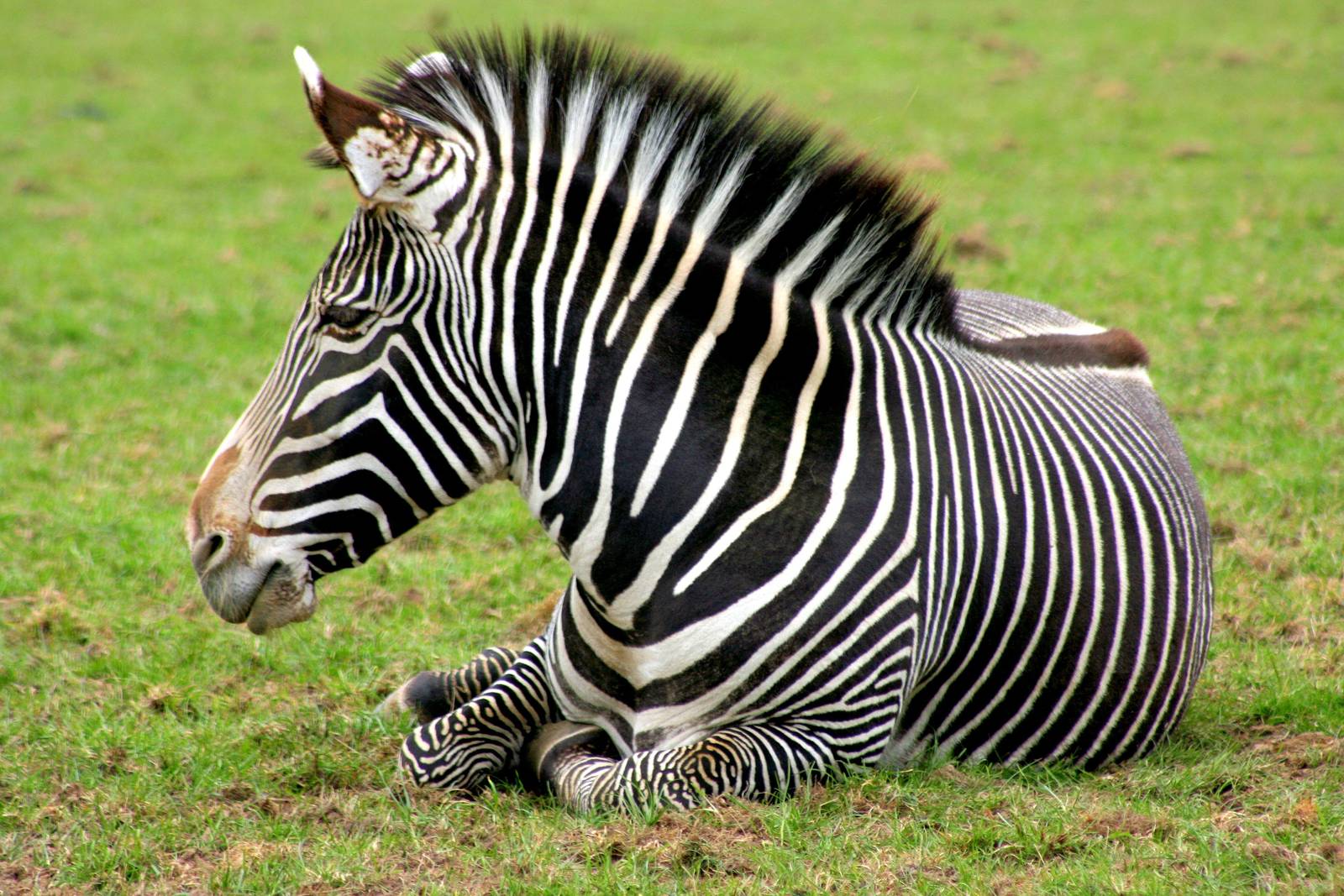 Grevy's zebra; Whipsnade; 19th April 2014