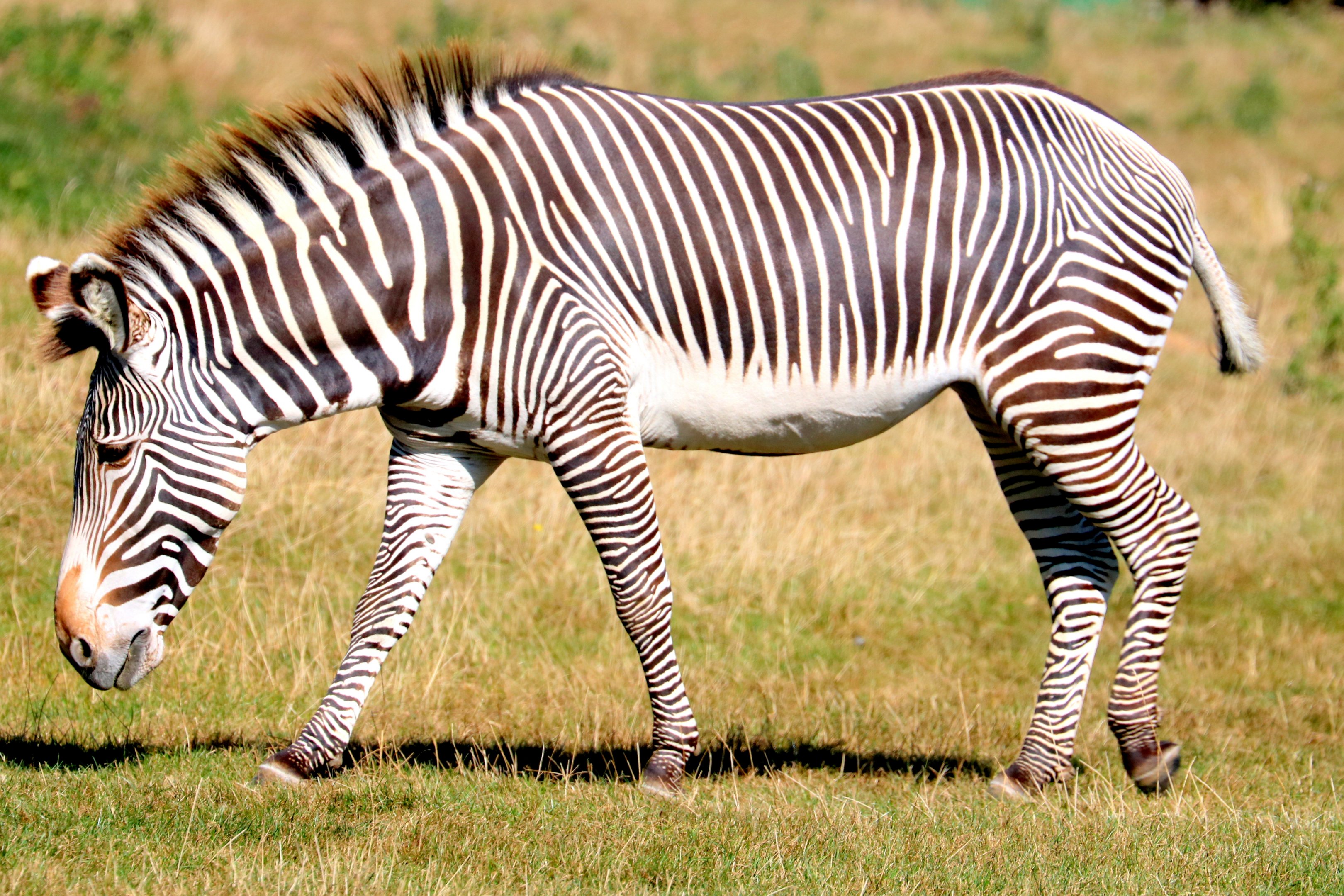 Grevy's zebra; Whipsnade; 19th September 2019