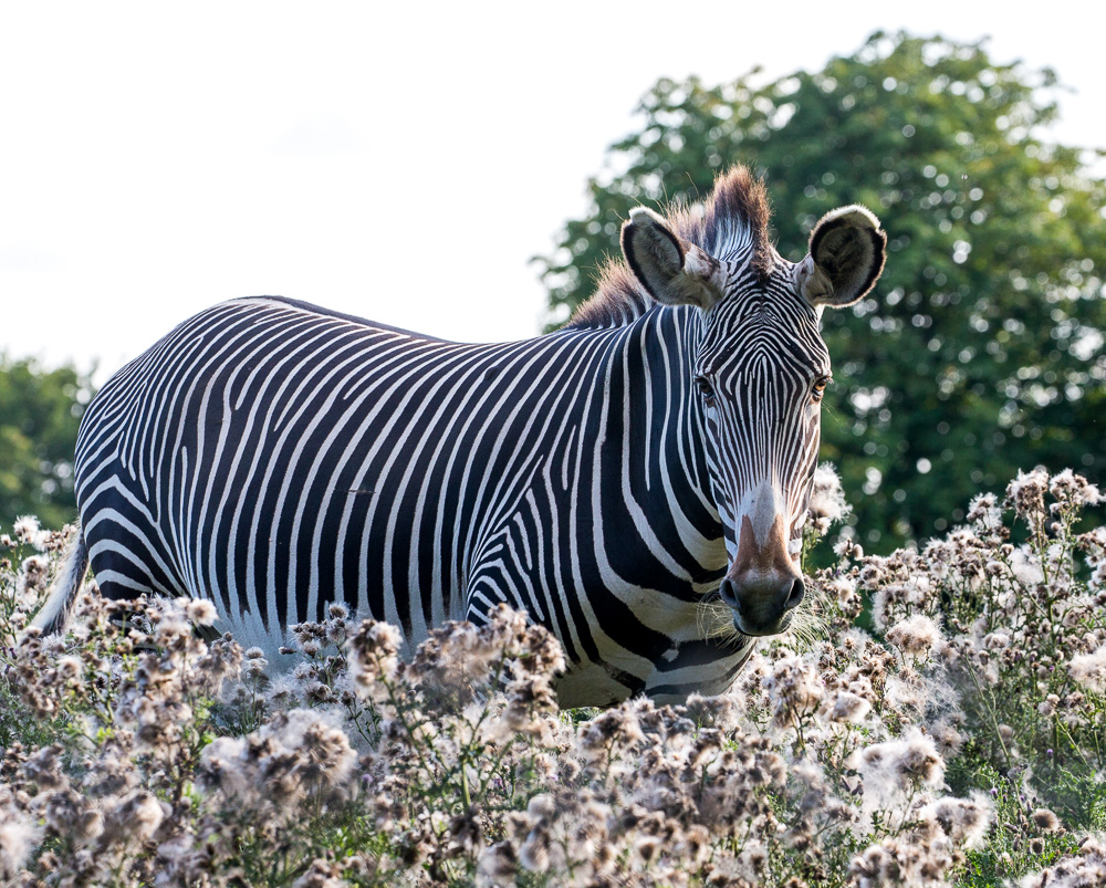 Grévy's zebra : Whipsnade : 25 Aug 2017