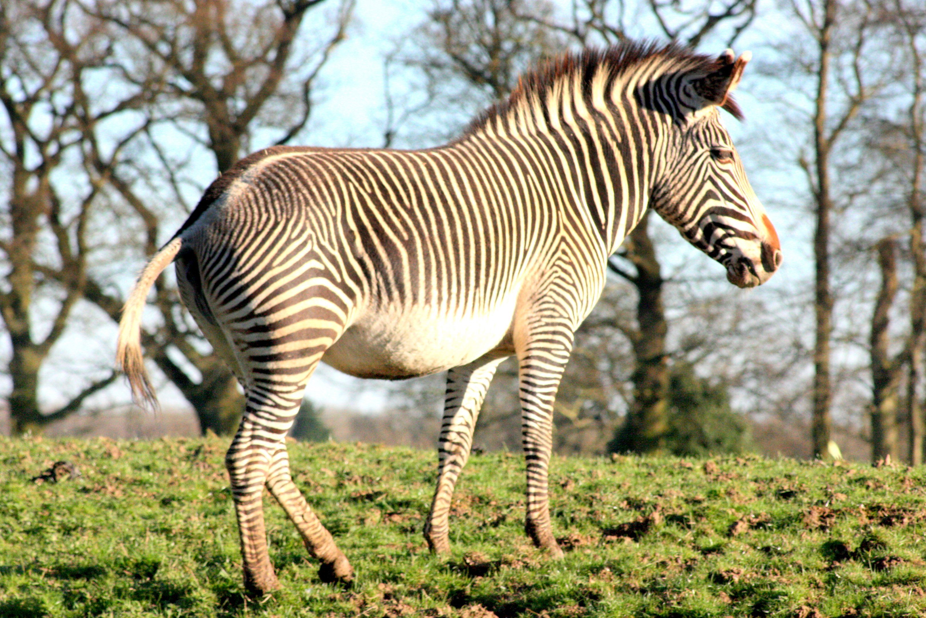 Grevy's Zebra; Whipsnade; 25th March 2017