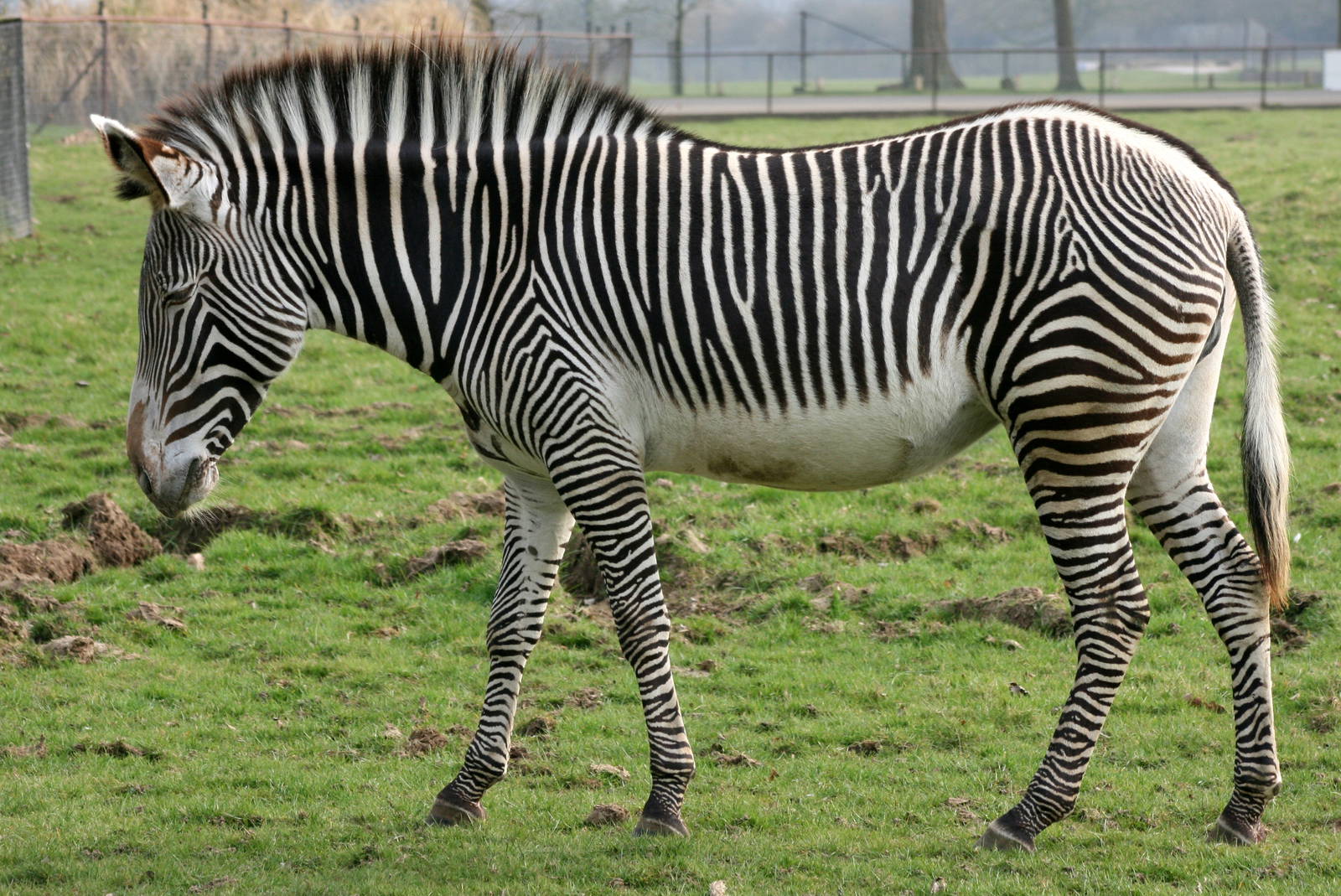 Grevy's zebra; Whipsnade; 26th March 2011