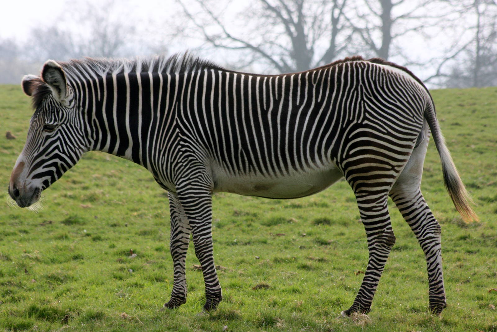 Grevy's zebra; Whipsnade; 26th March 2011
