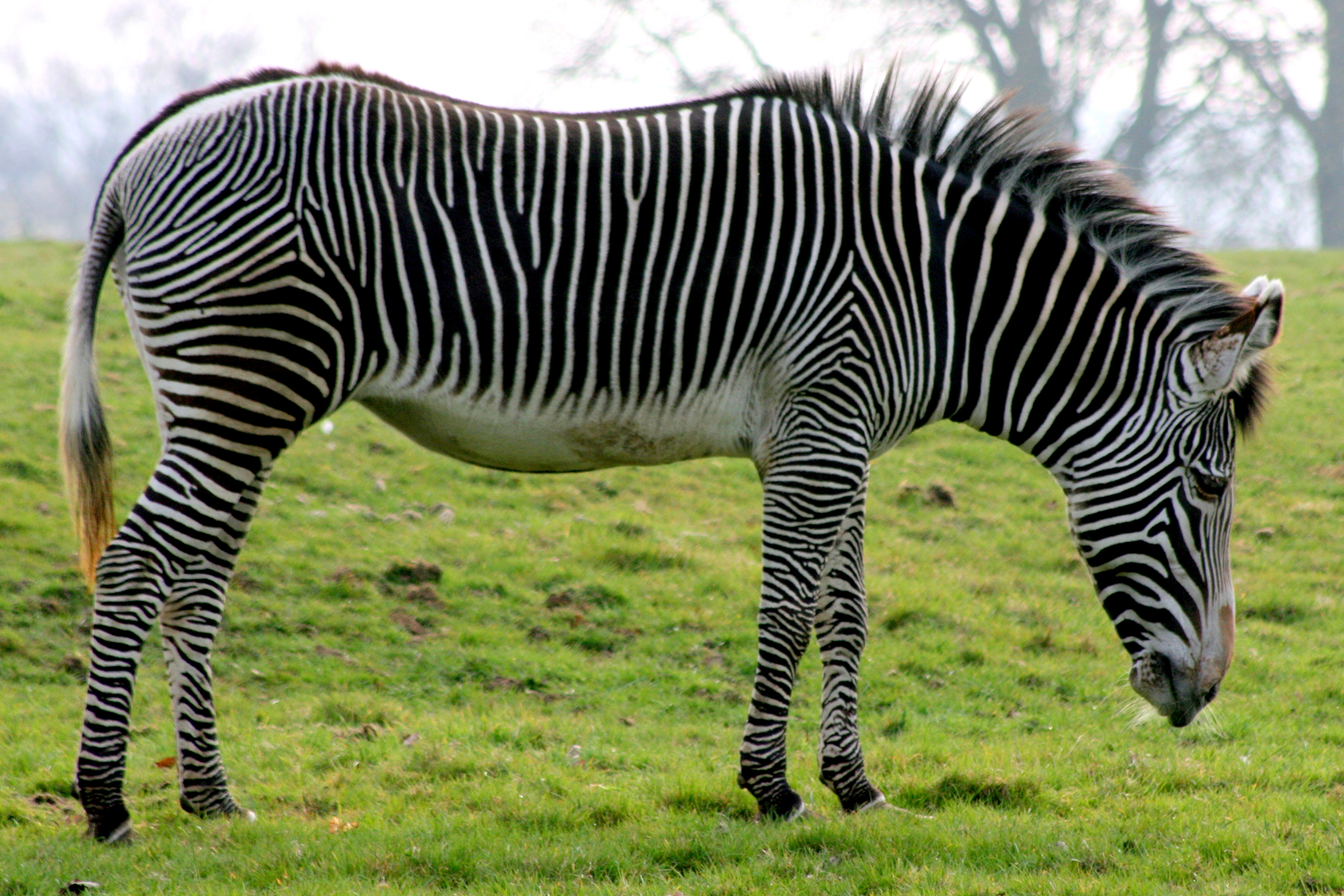 Grevy's zebra; Whipsnade; 26th March 2011