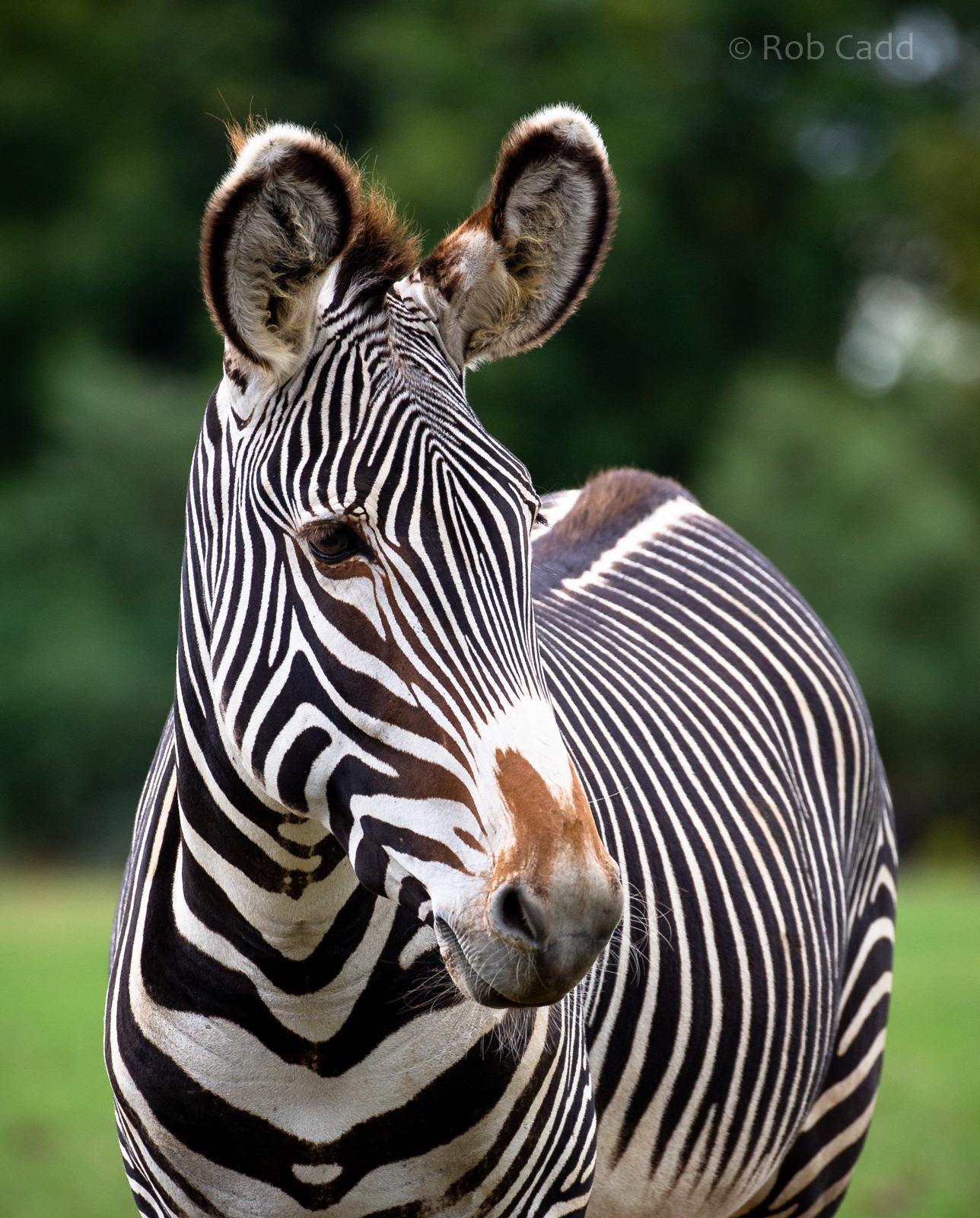 Grévy's zebra : Whipsnade : 27 Aug 2018