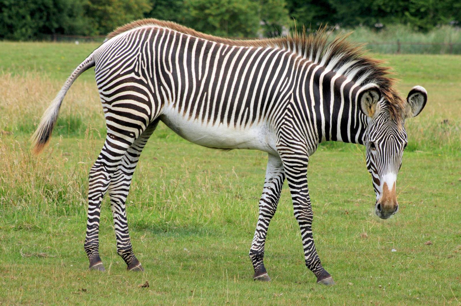 Grevy's zebra;Whipsnade; 27th July 2013