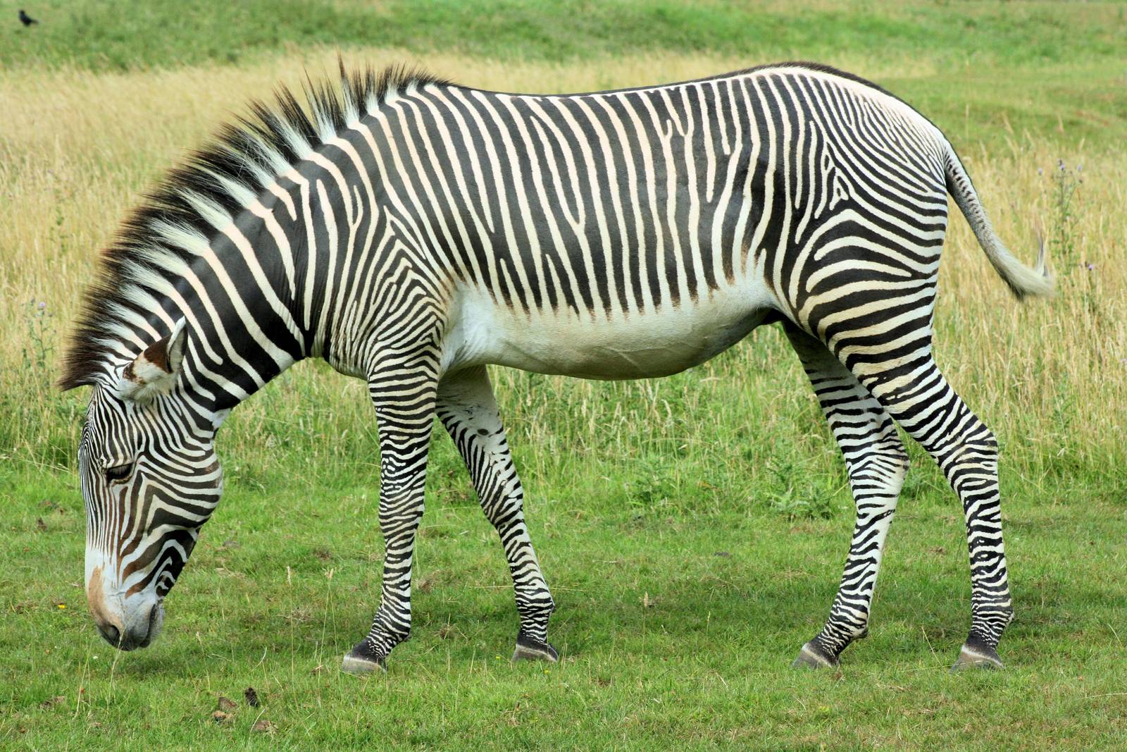 Grevy's zebra;Whipsnade; 27th July 2013