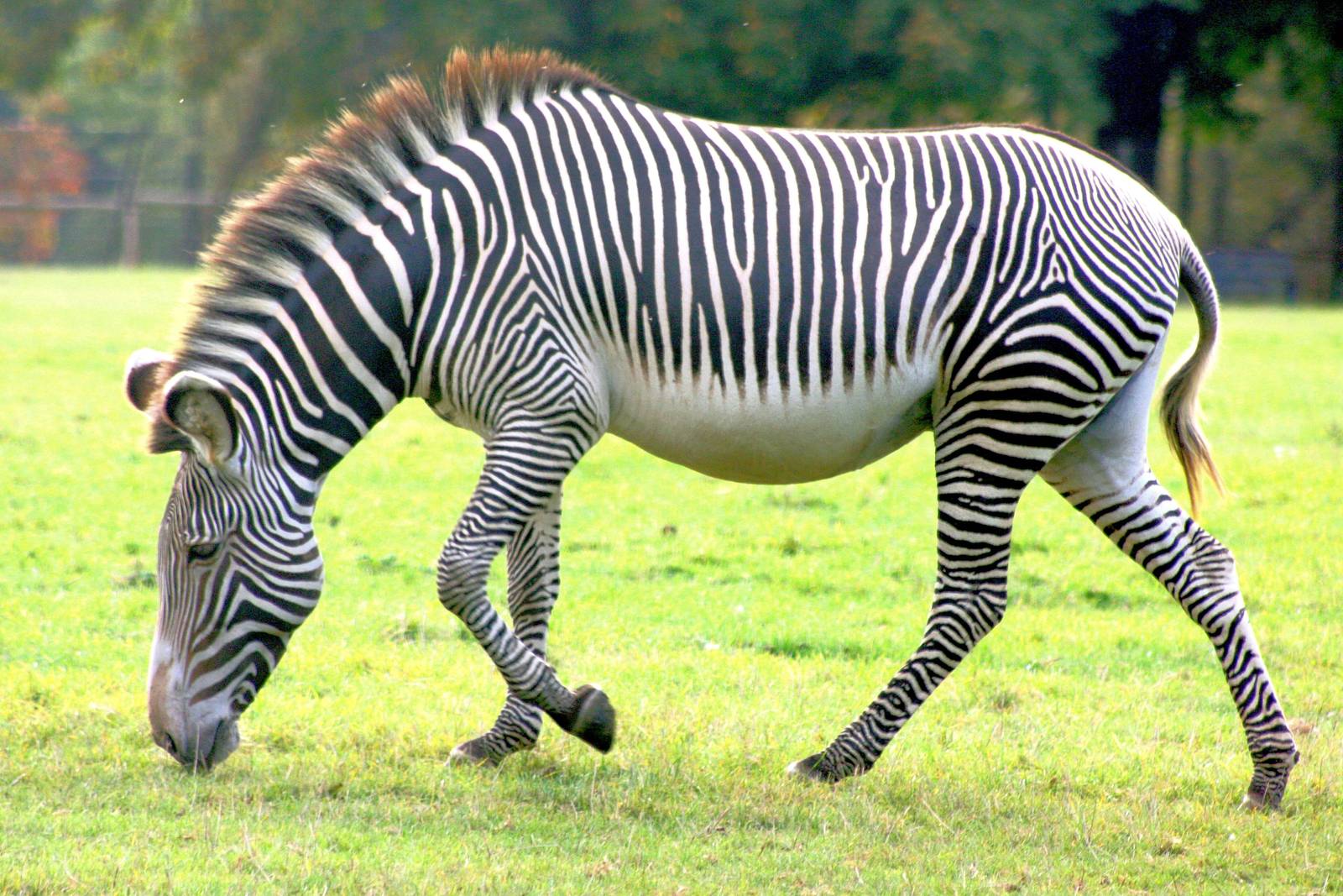 Grevy's zebra; Whipsnade; 27th September 2014