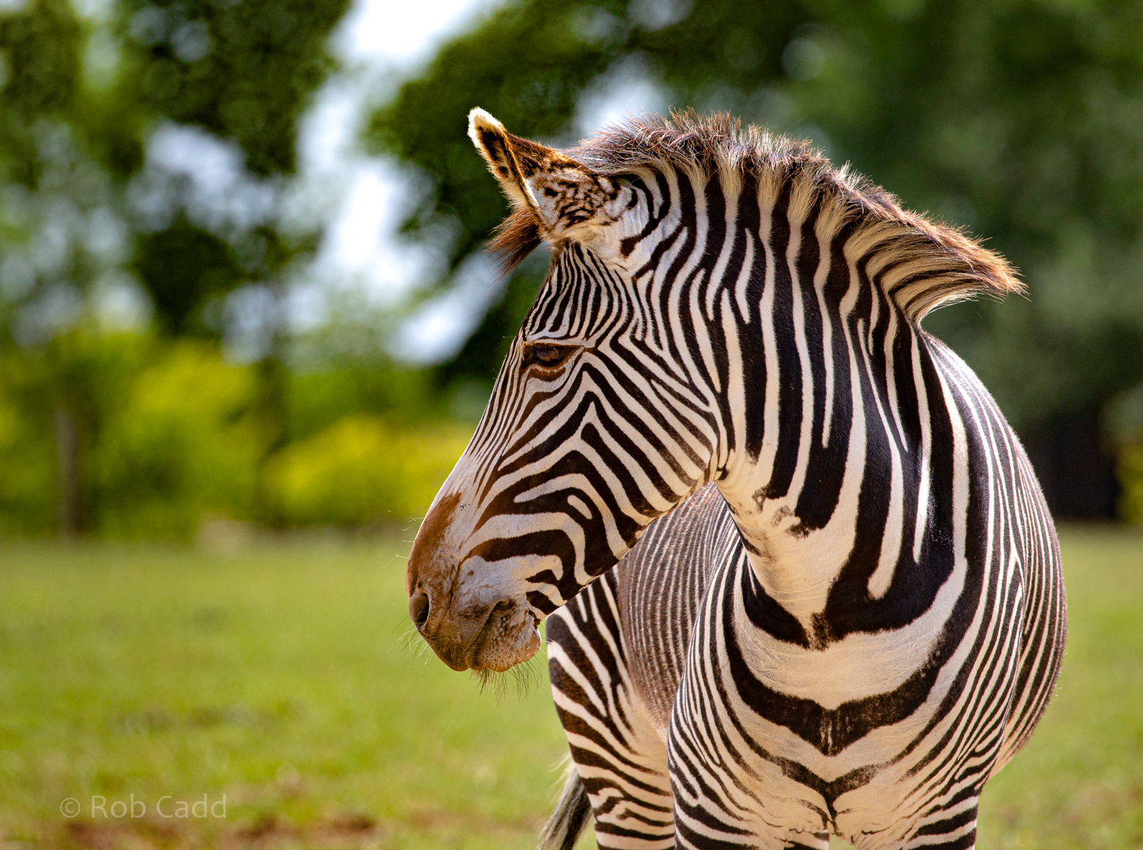 Grévy's zebra : Whipsnade : 29 Jun 2020