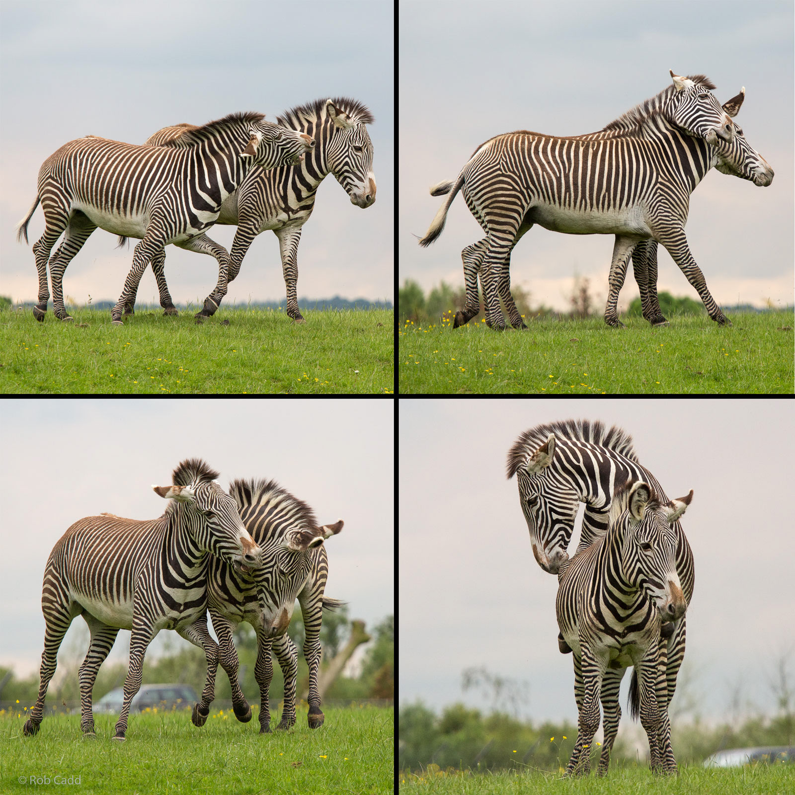 Grevy's zebra : Whipsnade : 29 May 2014