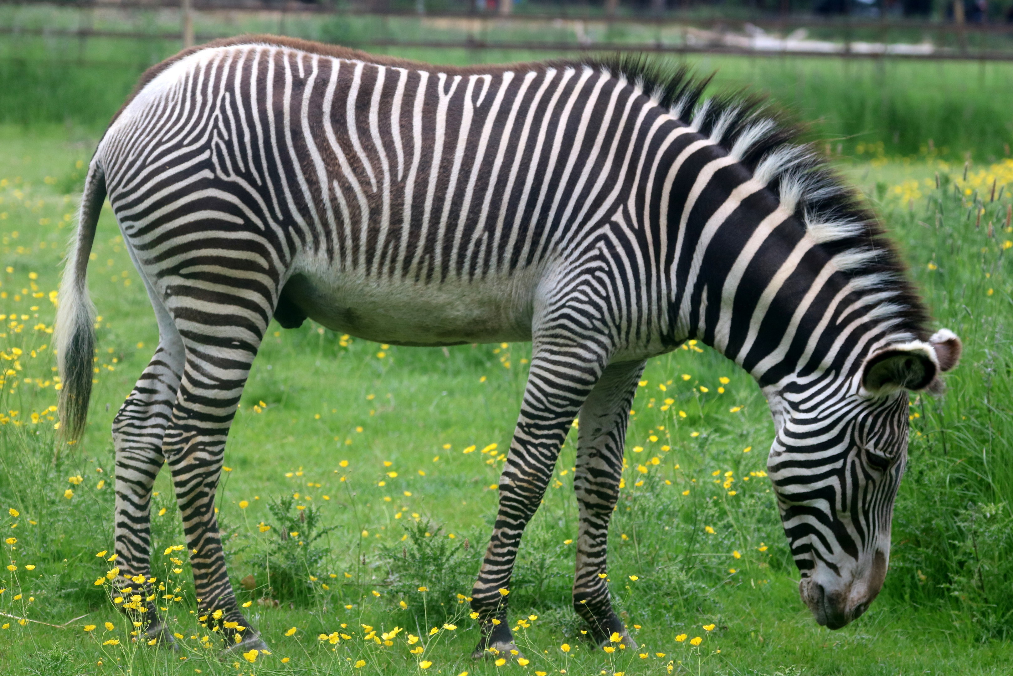 Grevy's zebra; Whipsnade; 30th May 2023