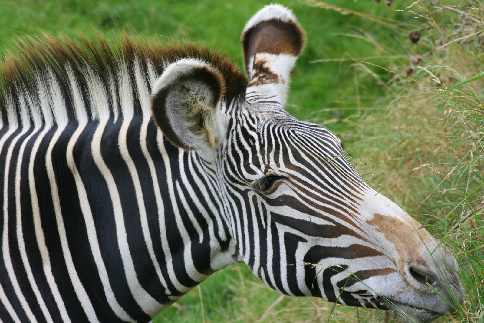 Grevy's zebra; Whipsnade; 8th October 2011