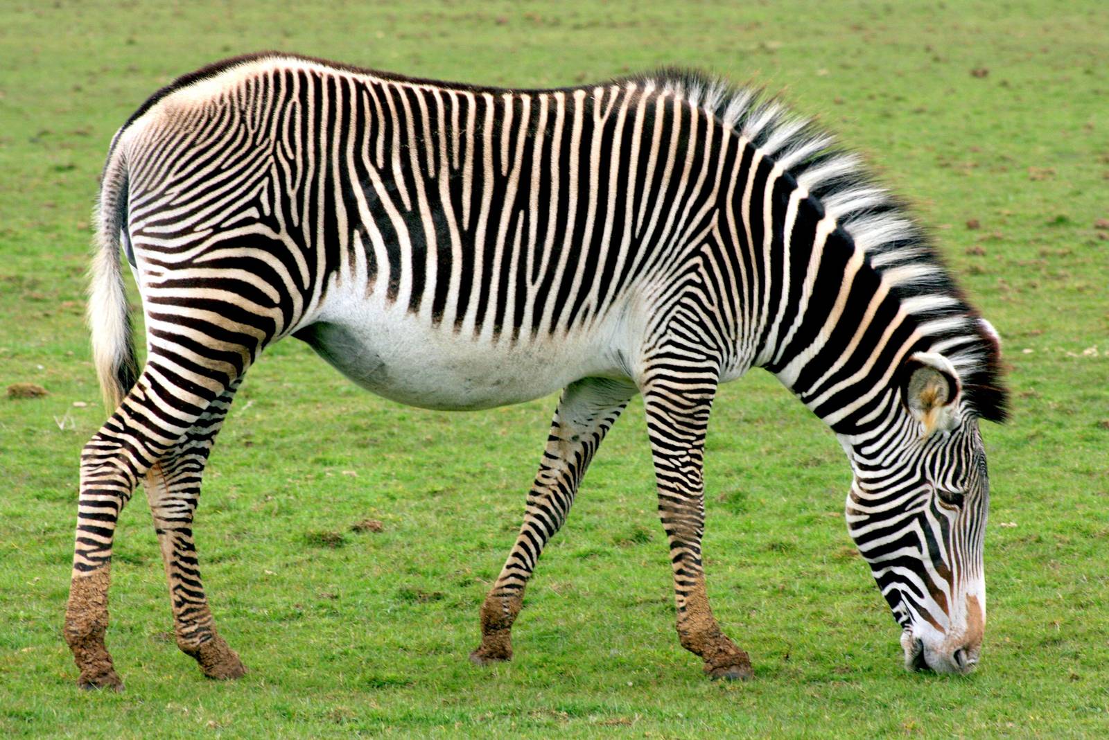Grevy's zebra; Whipsnade; 9th April 2016