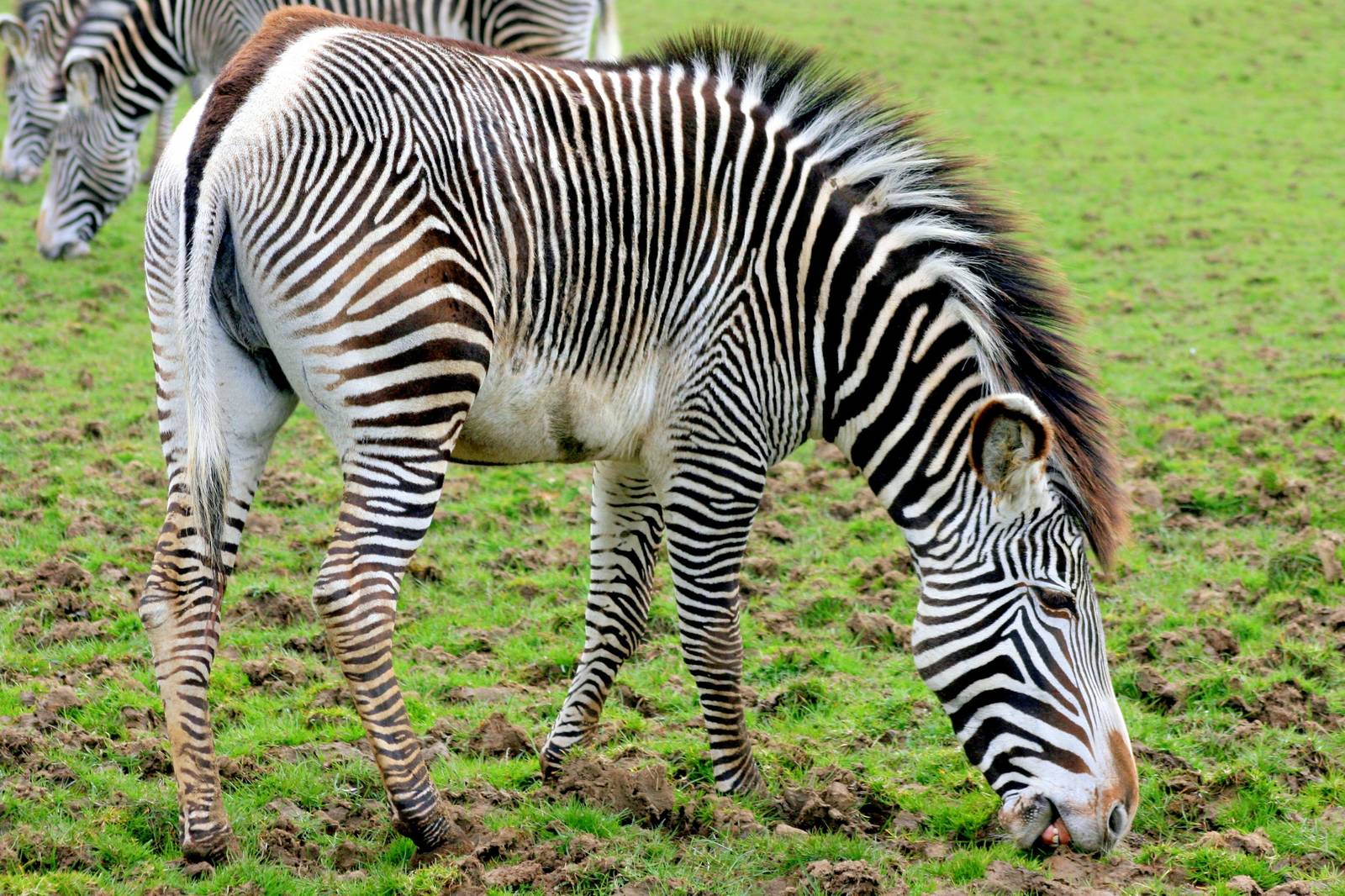 Grevy's zebra; Whipsnade; 9th April 2016