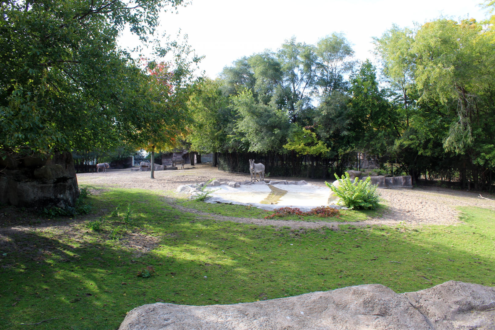 Grevy's Zebra & Wildebeest Exhibit