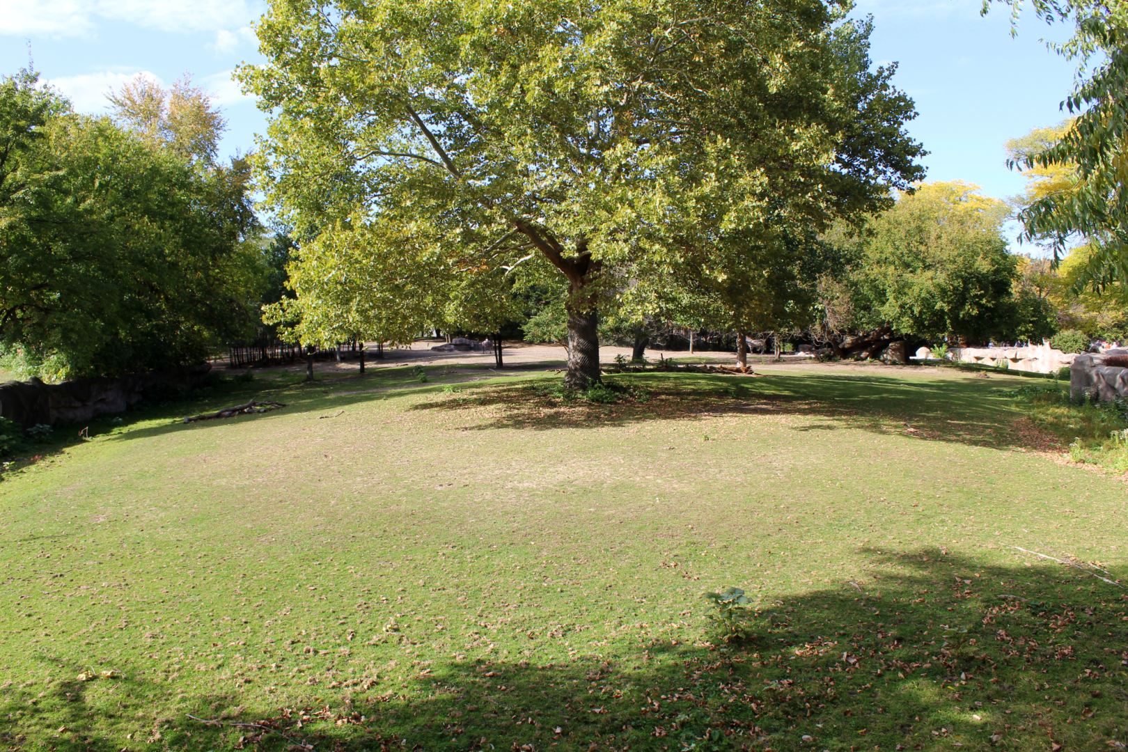Grevy's Zebra & Wildebeest Exhibit