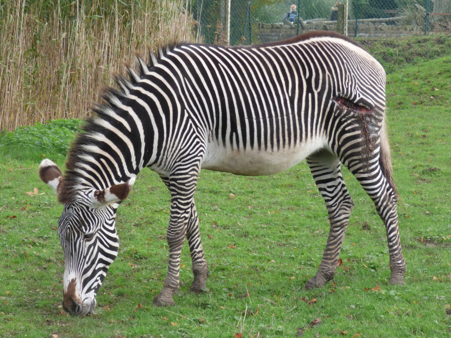 Grevy's Zebra with cut in leg