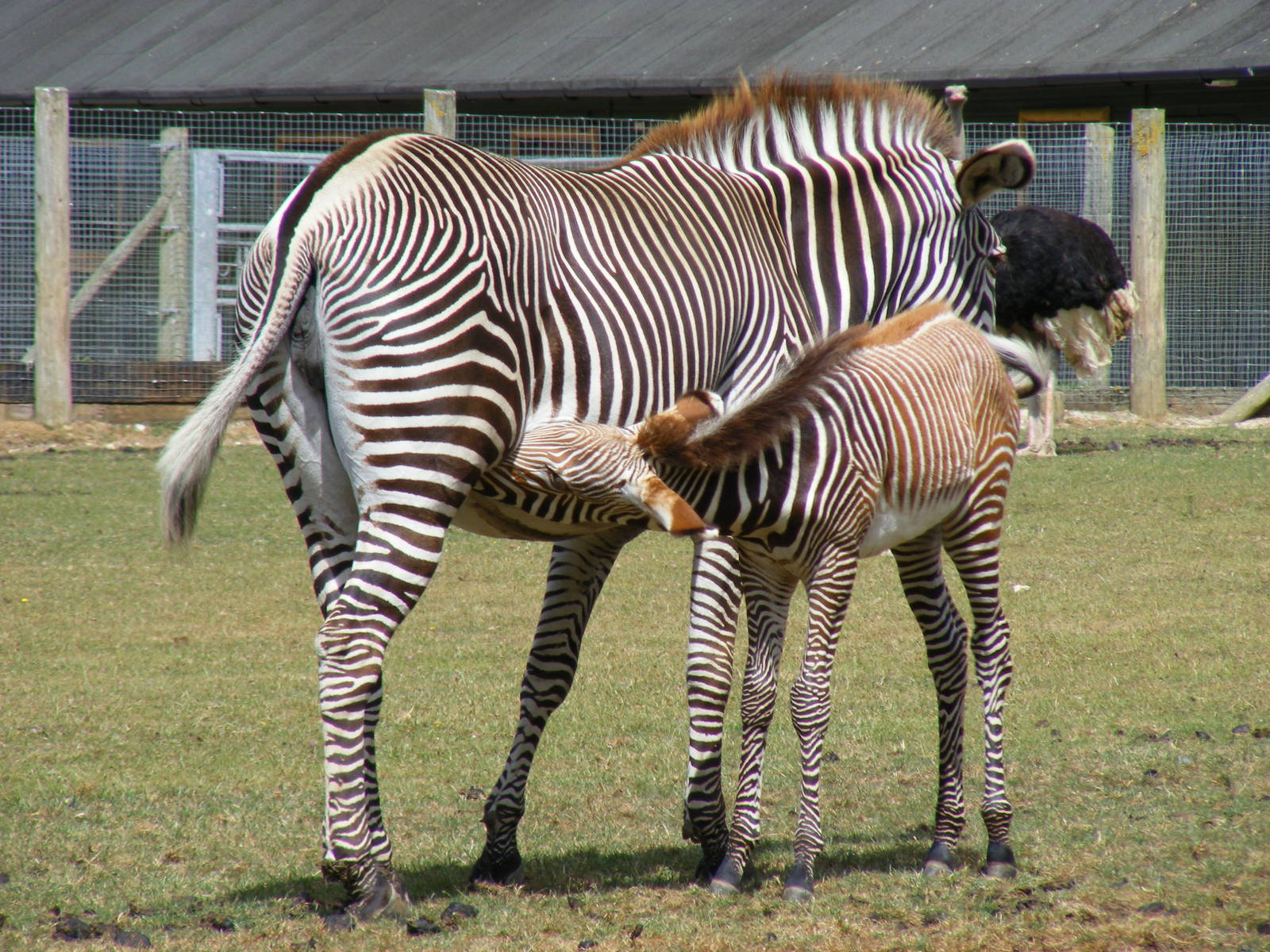 Grevy's zebra with foal at Marwell Wildlife, 11 July 2010