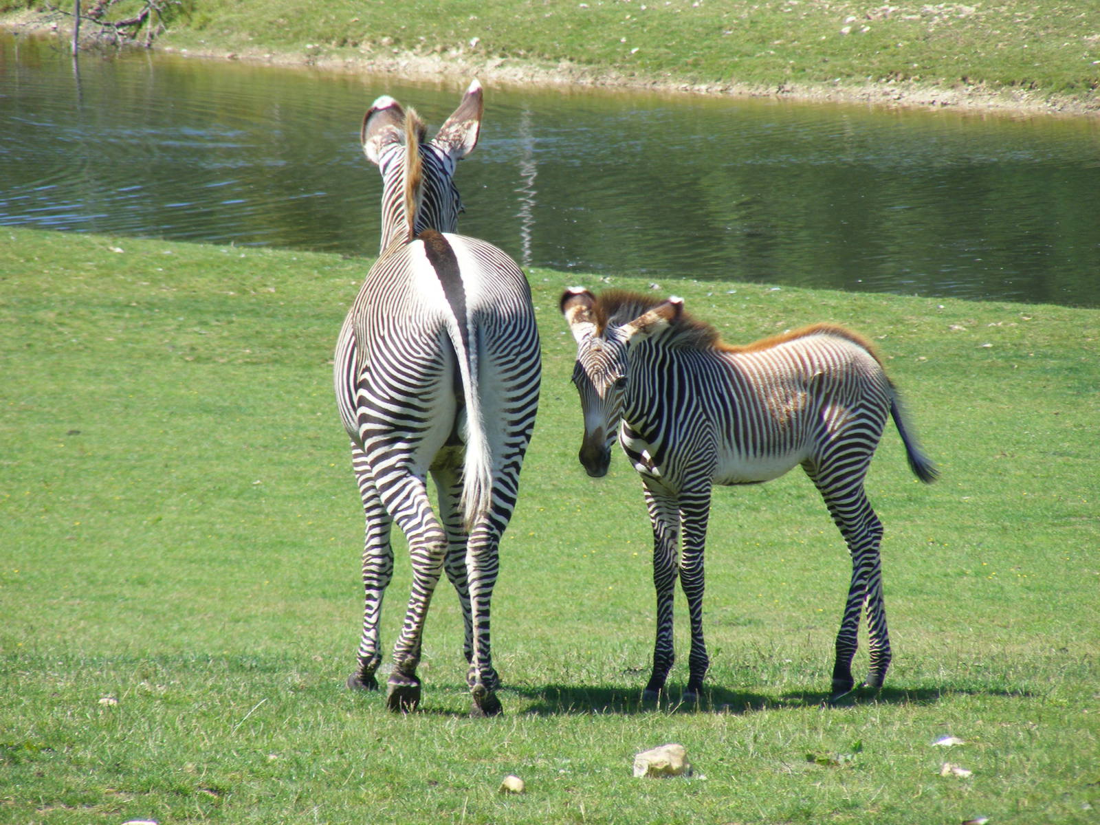 Grevy's zebra with foal at Marwell Wildlife, 25 July 2011