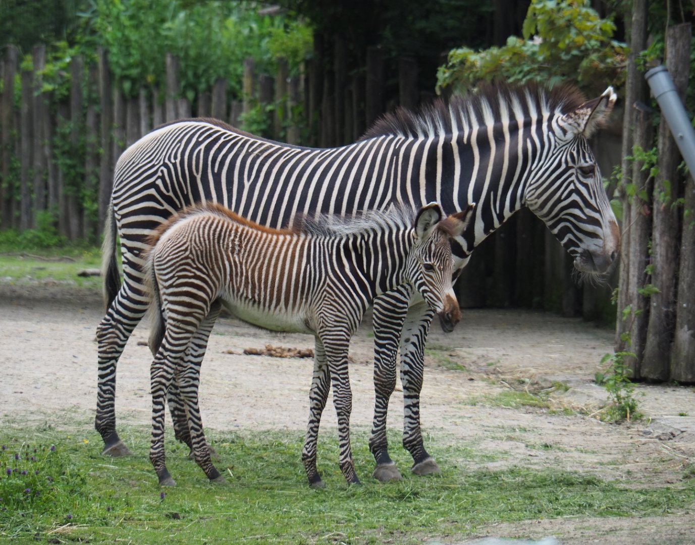 Grevy's zebra with foal (Equus grevyi), 2021-07-03