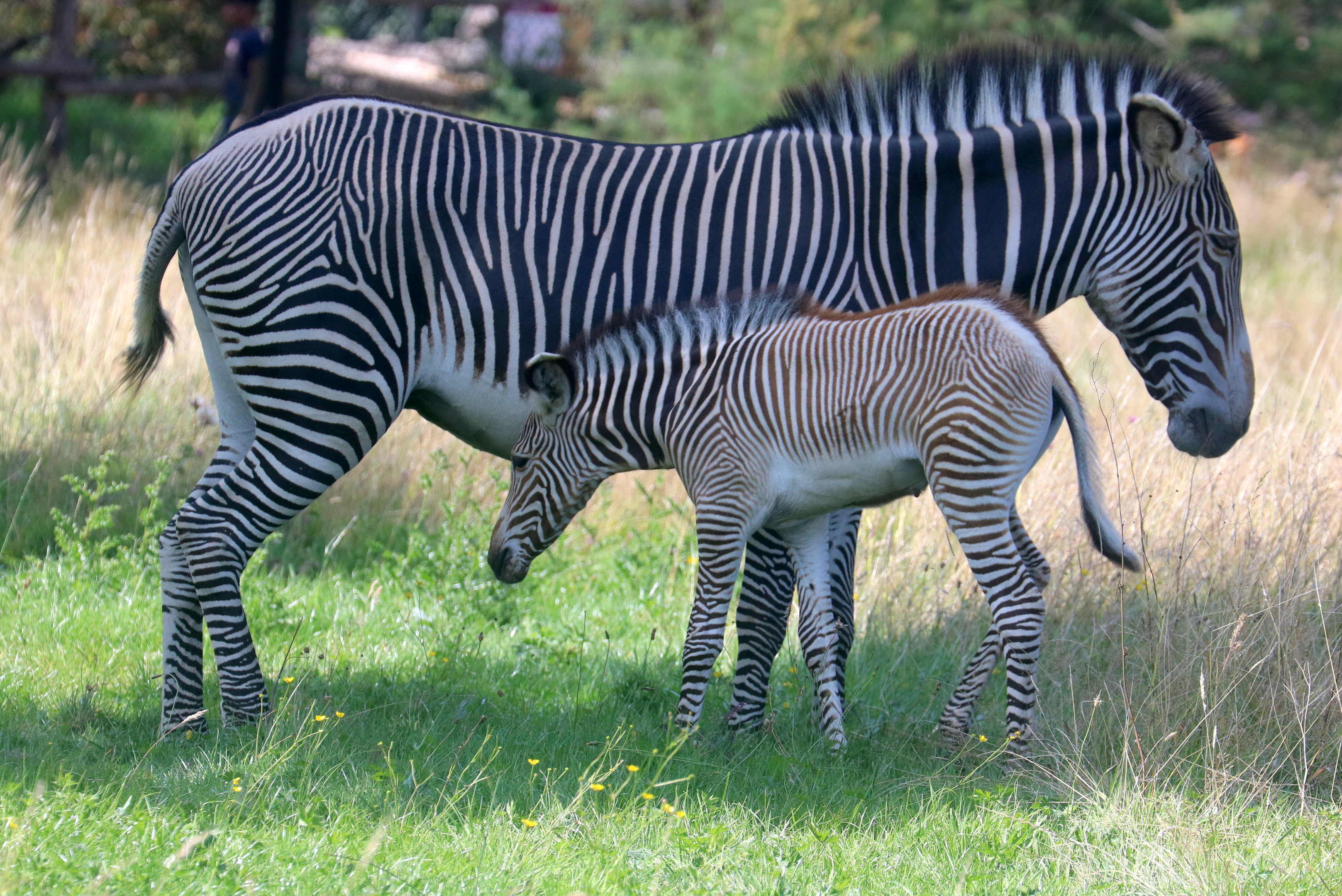Grevy's zebra with foal; Whipsnade; 10th August 2023