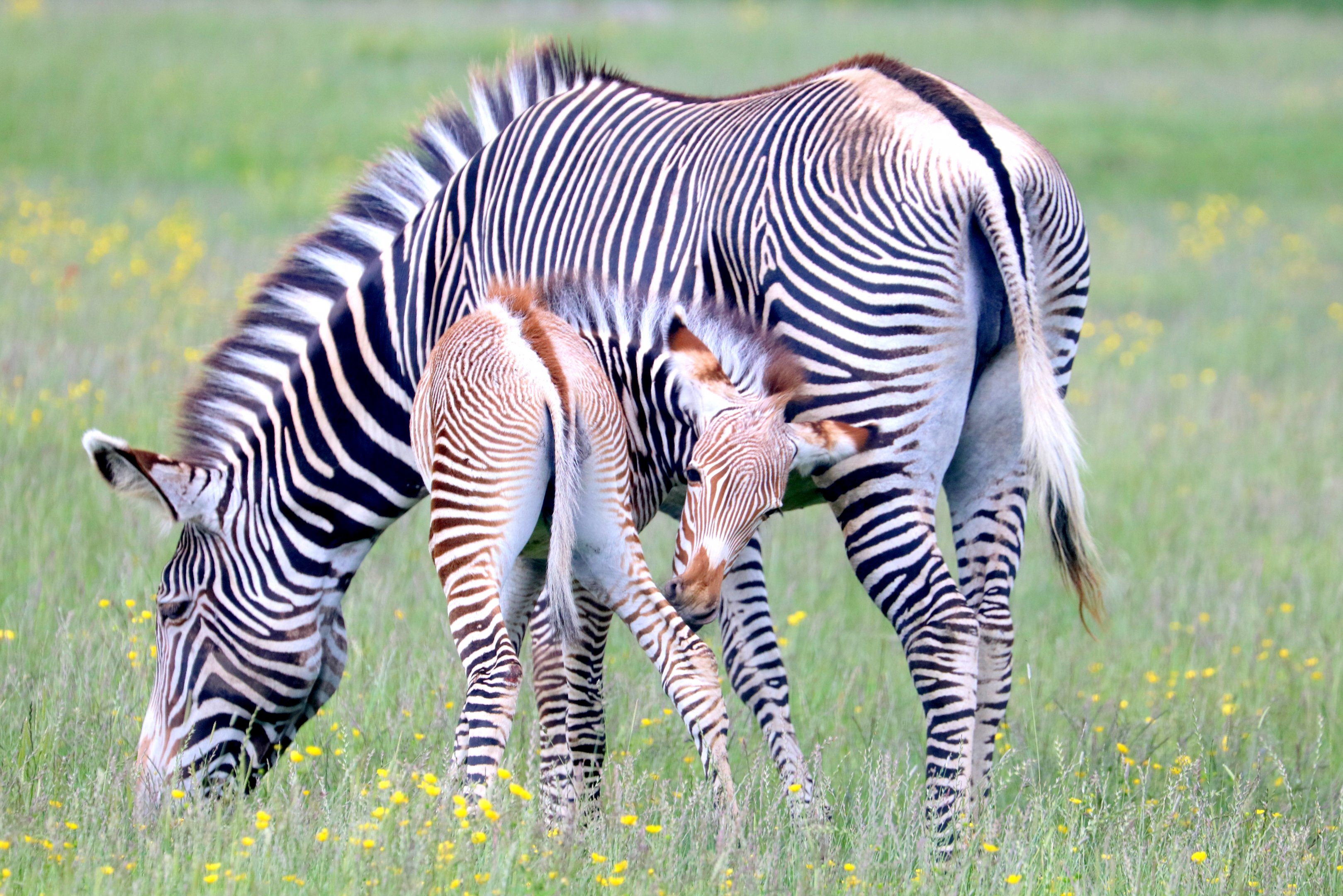 Grevy's zebra with foal; Whipsnade; 14th June 2019