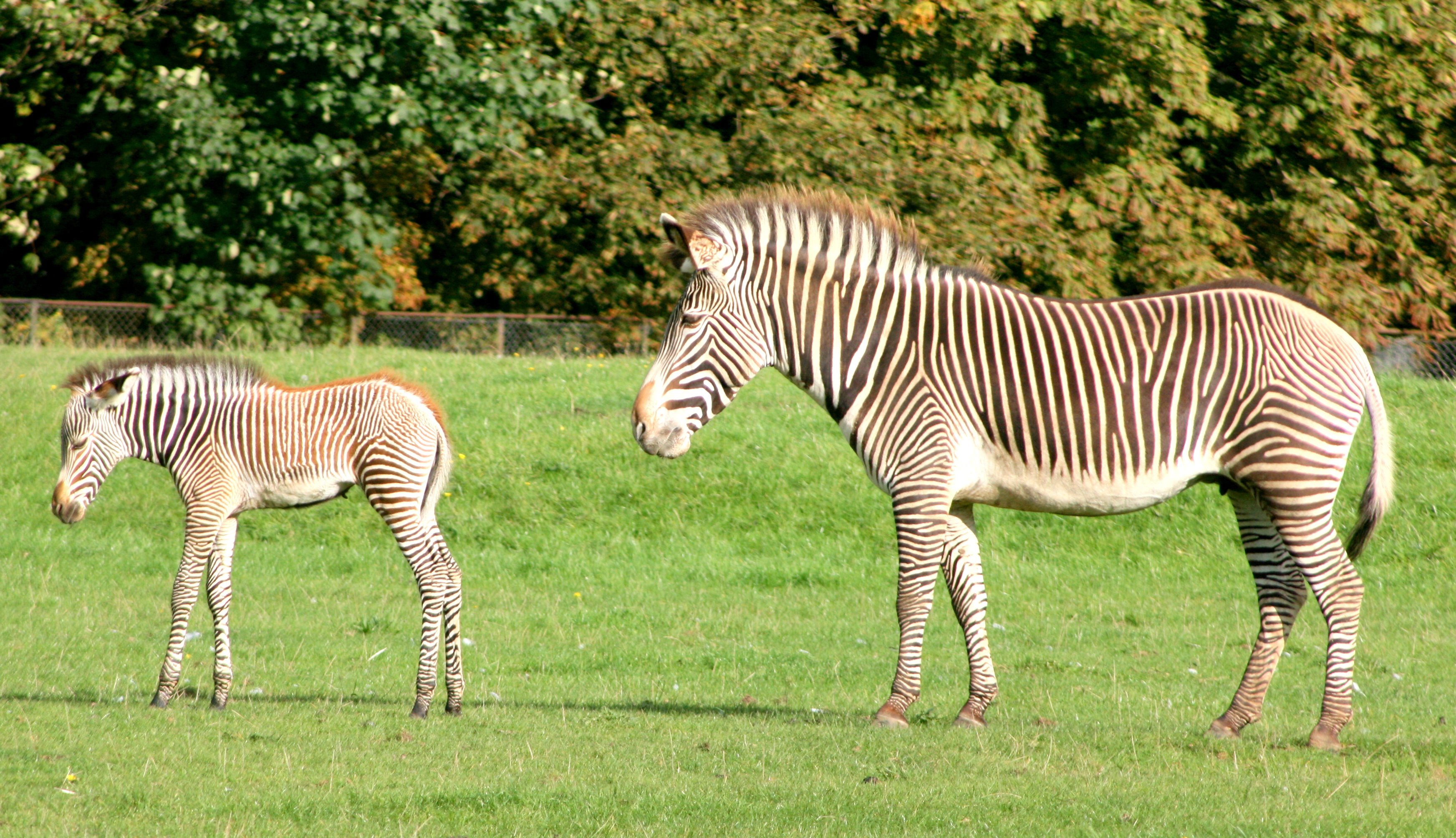 Grevy's zebra with foal; Whipsnade; 22nd September 2017