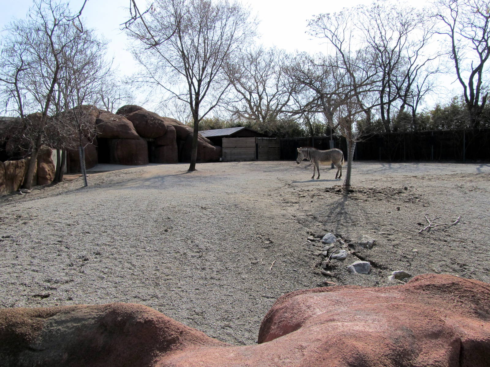 Grevy's Zebra Yard