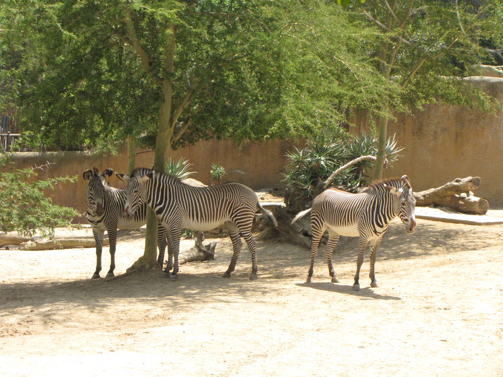 Grevys Zebra Yard