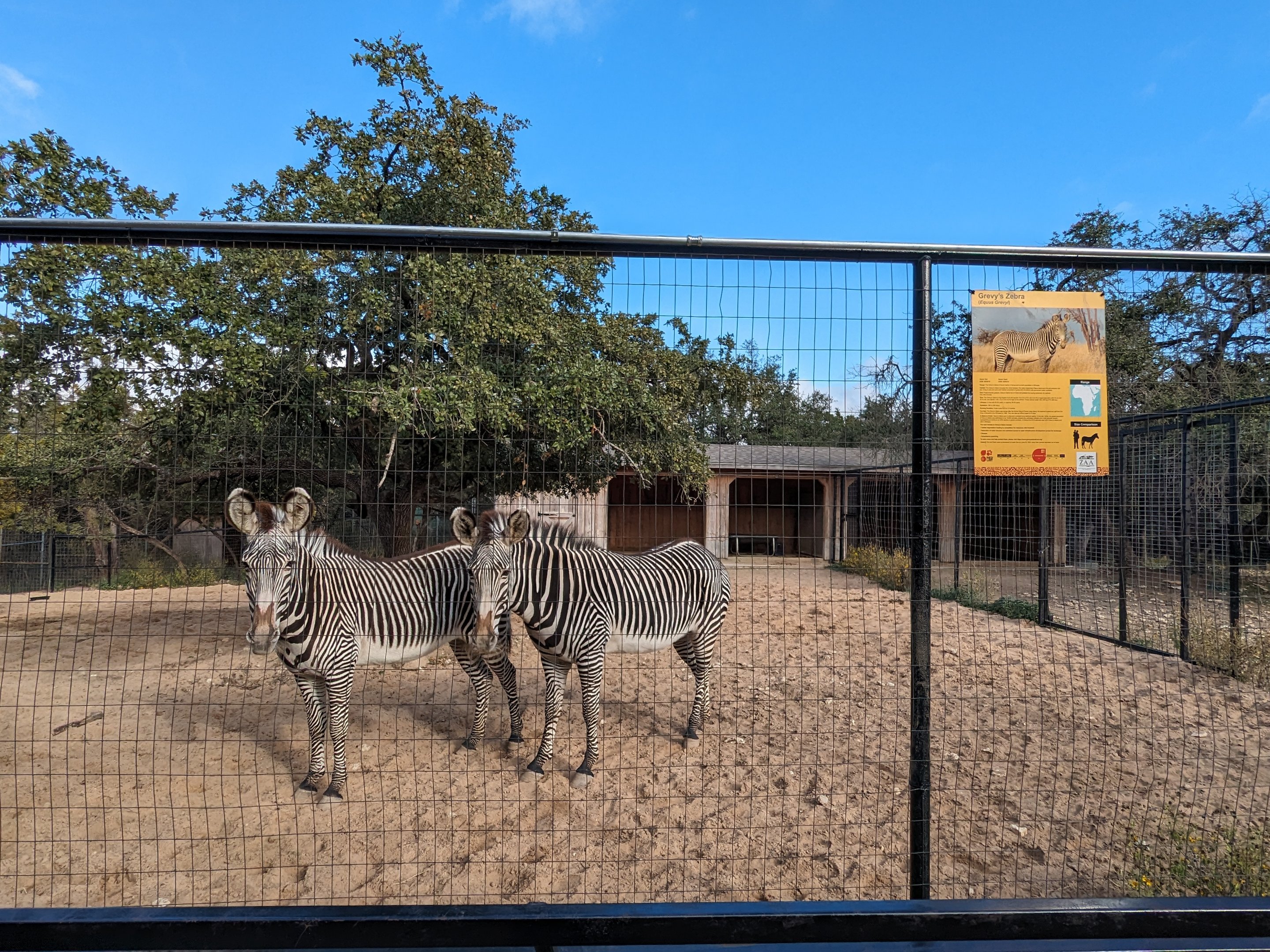 Grevy's Zebra yard