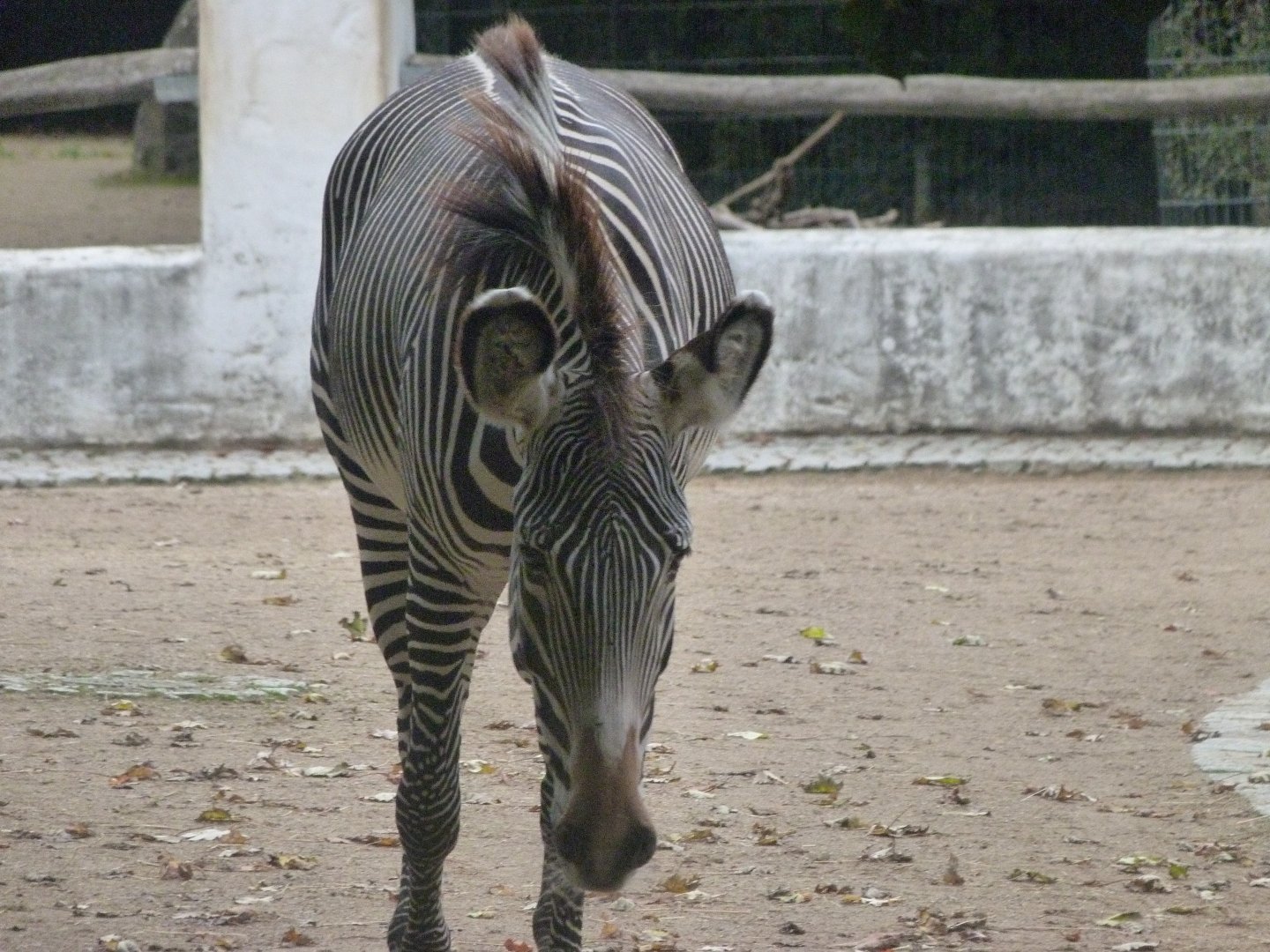 Grevy's zebra -Zoologischer Garten Berlin (2024)