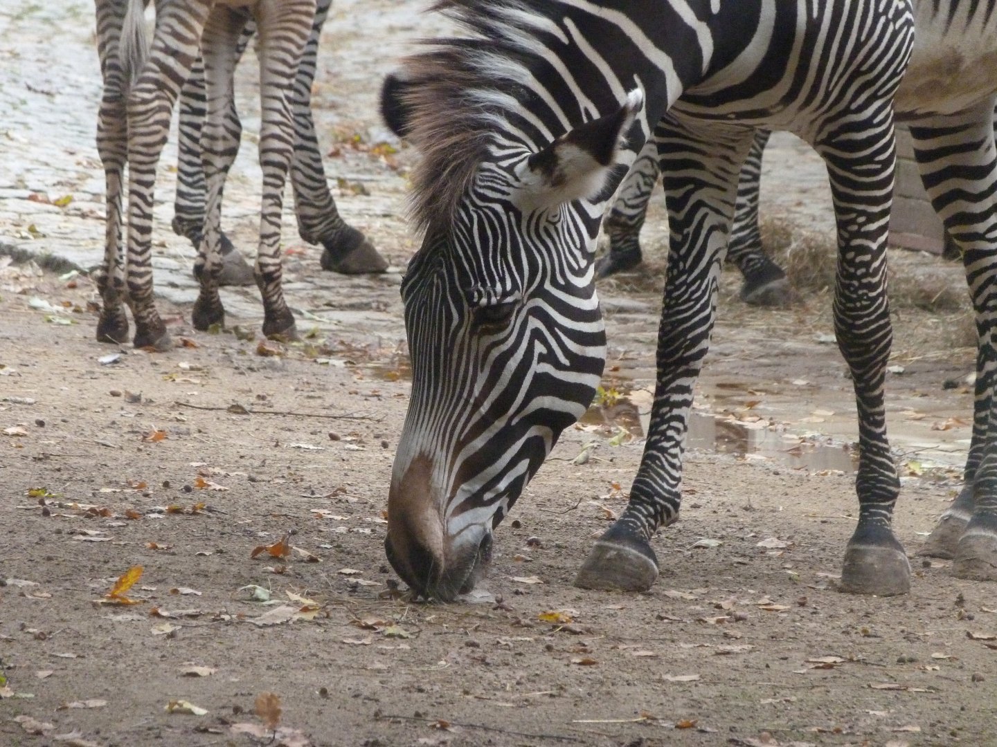 Grevy's zebra -Zoologischer Garten Berlin (2024)