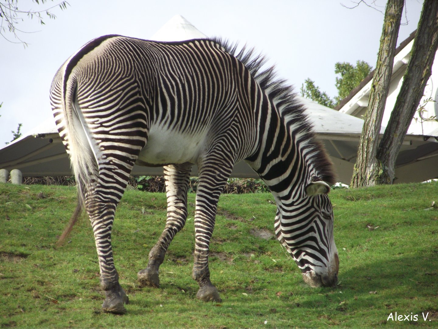 Grévy's Zebra - Zooparc de Beauval - 11/2017