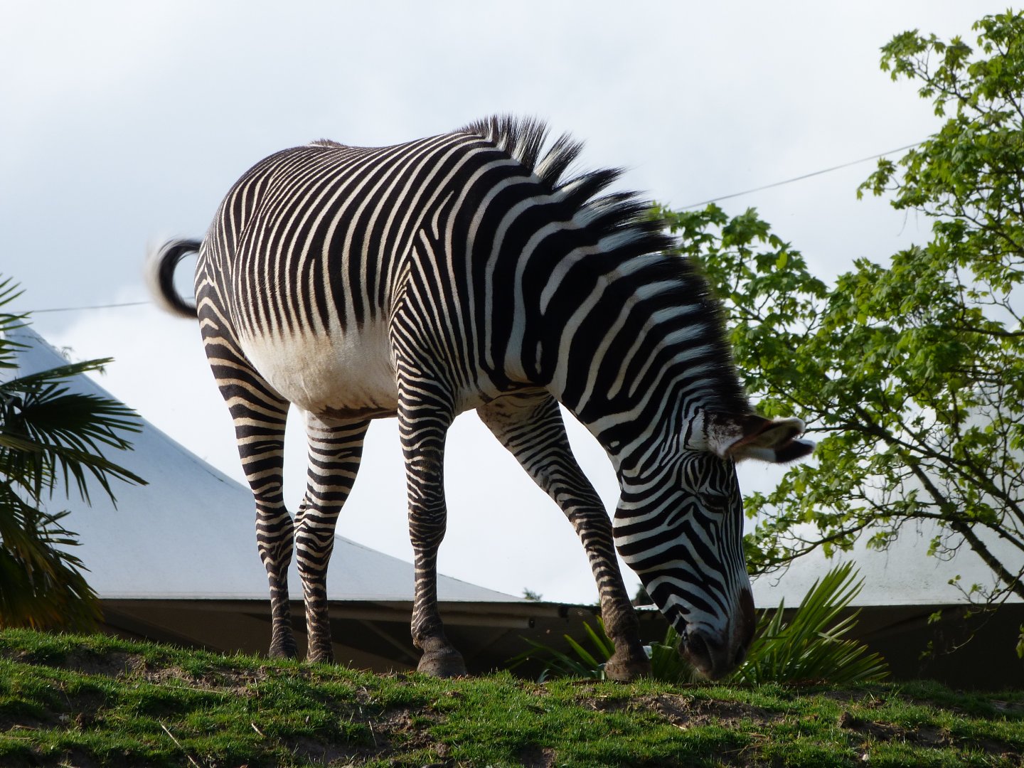 Grevy's zebra -ZooParc de Beauval (2025)