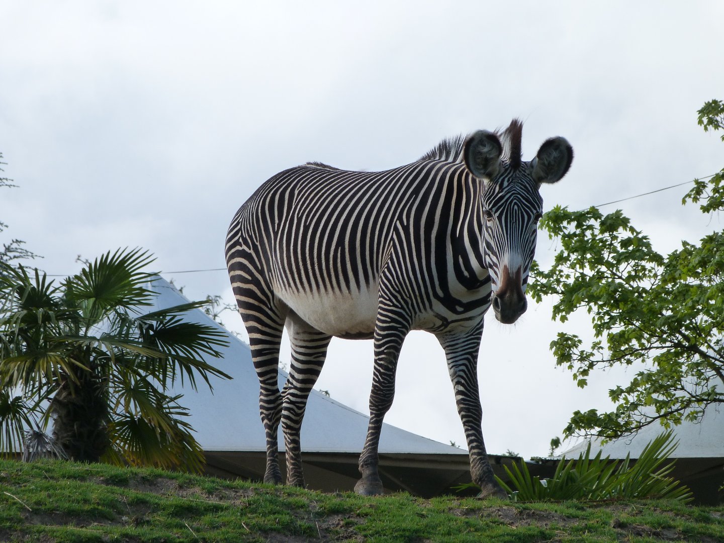 Grevy's zebra -ZooParc de Beauval (2025)