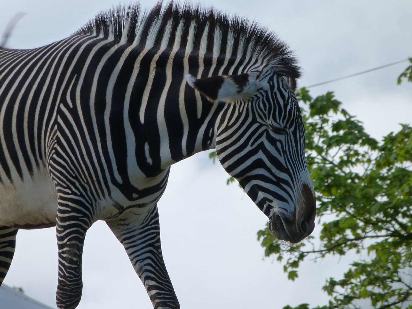 Grevy's zebra -ZooParc de Beauval (2025)
