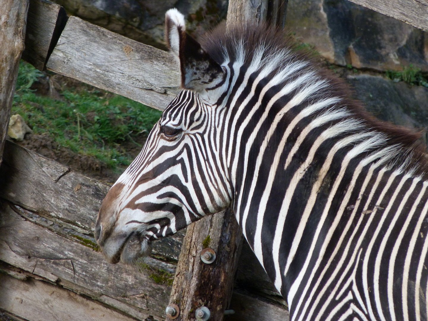 Grevy's zebra -ZooParc de Beauval (2025)